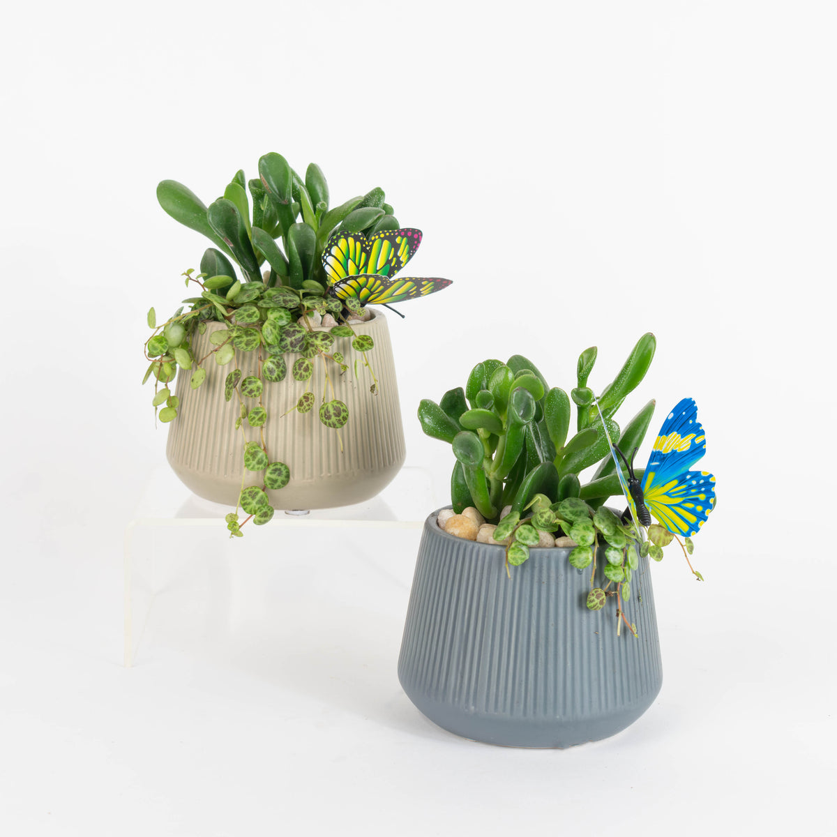 Talya Spring Jade Mini Garden - PAK 11 – Colasanti Farms