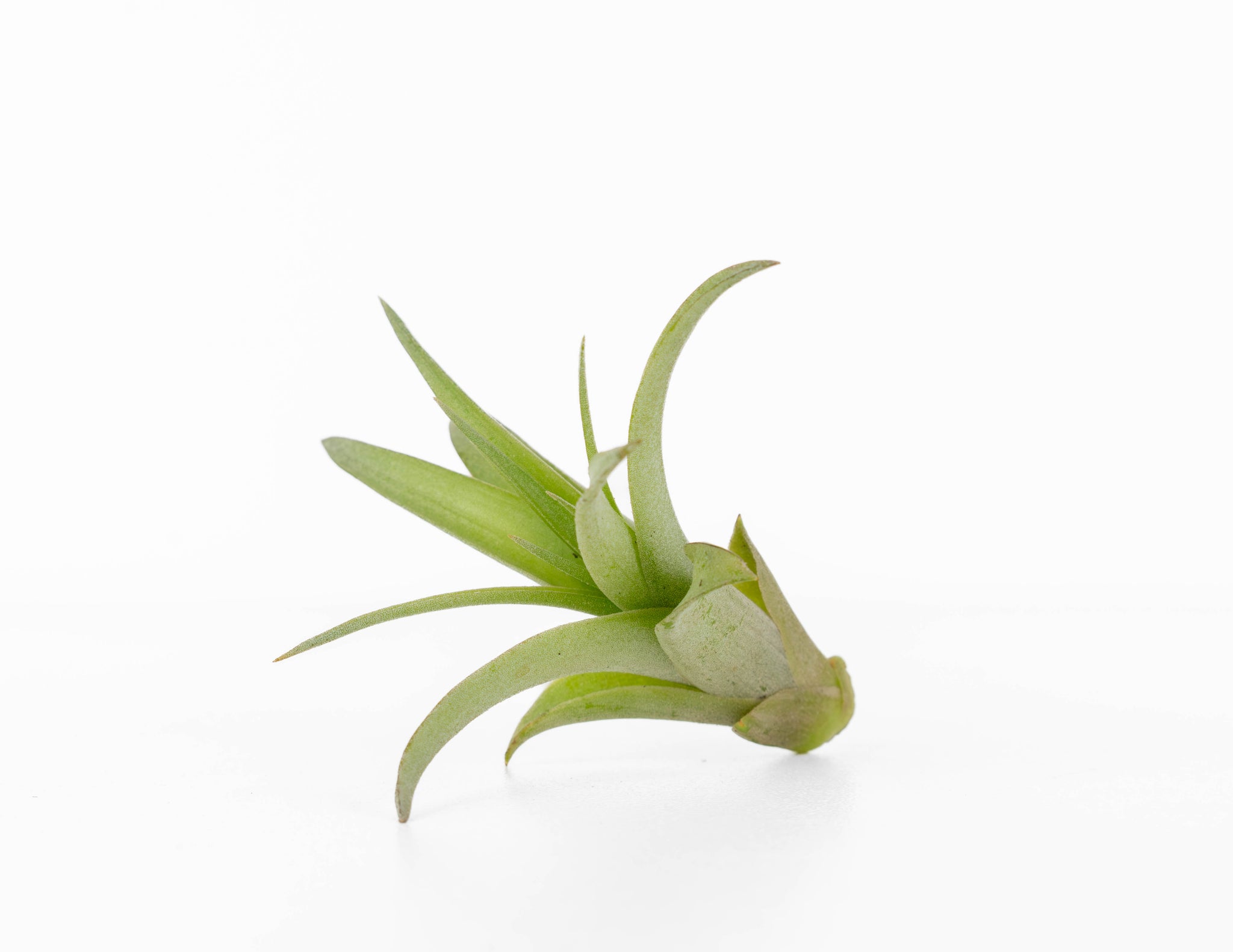 Tillandsia – Colasanti Farms