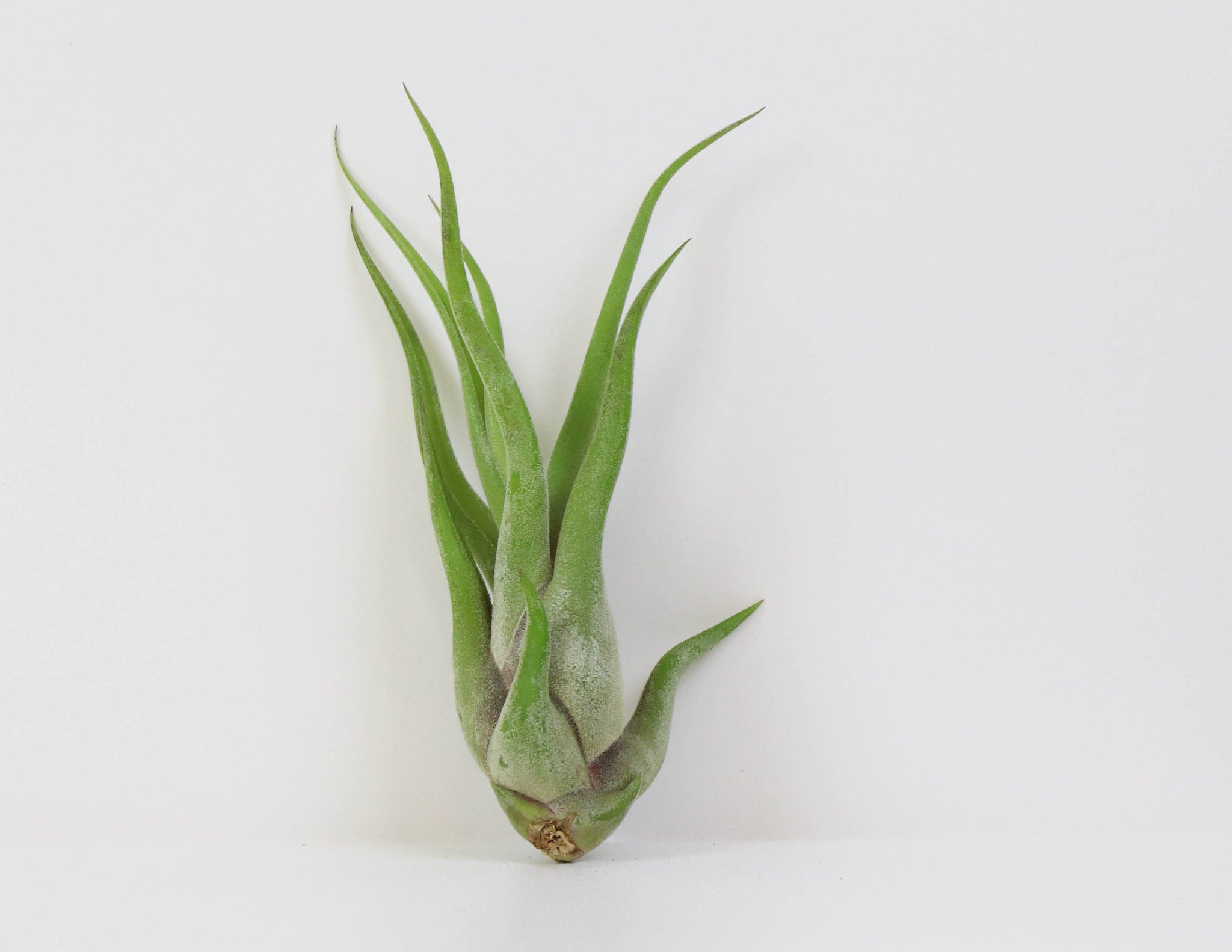Tillandsia caput-medusae 'White Dwarf' チランジア・カプト