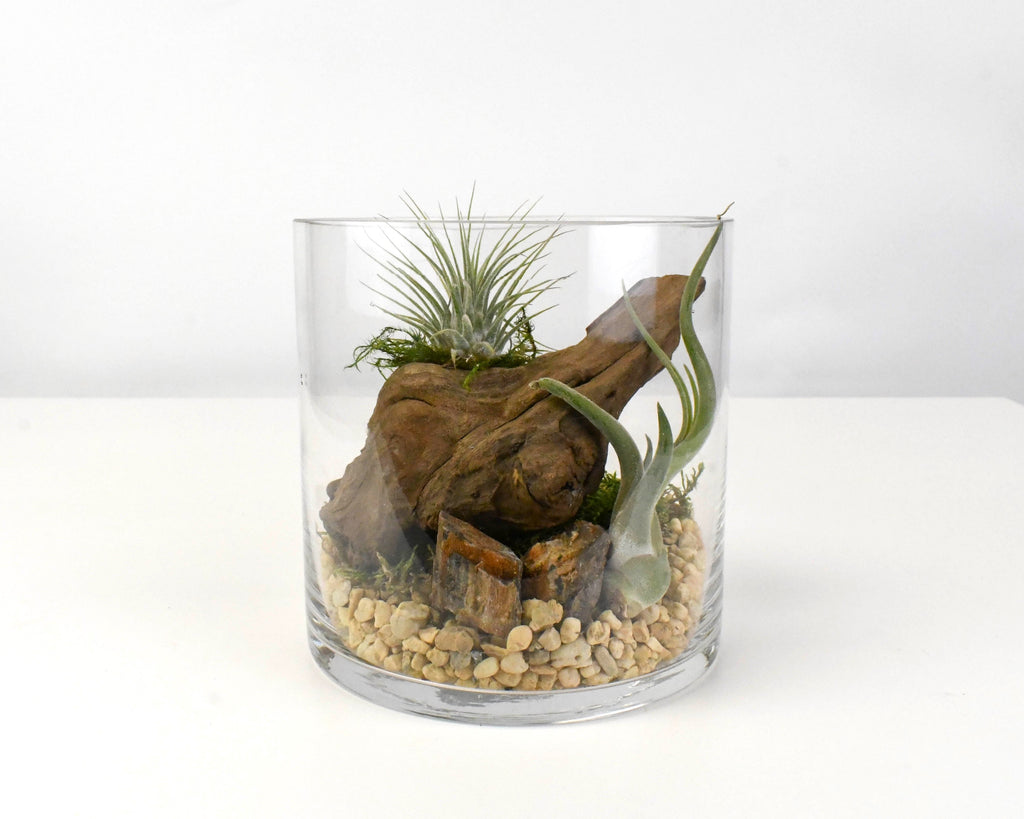 air plant driftwood arrangement Tillandsia Driftwood Arrangement in Cylinder Vase