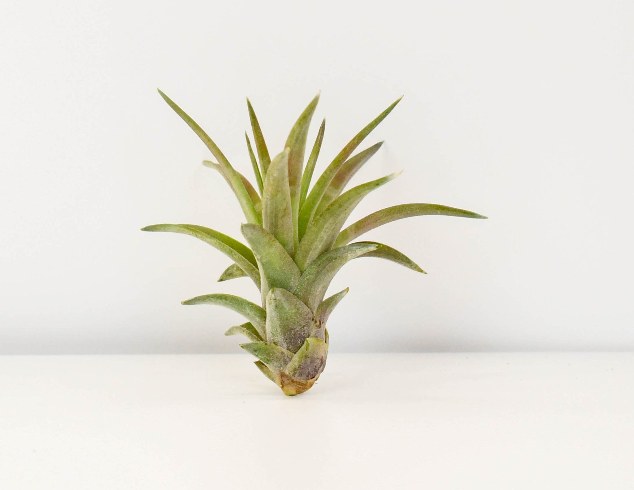 Tillandsia – Colasanti Farms