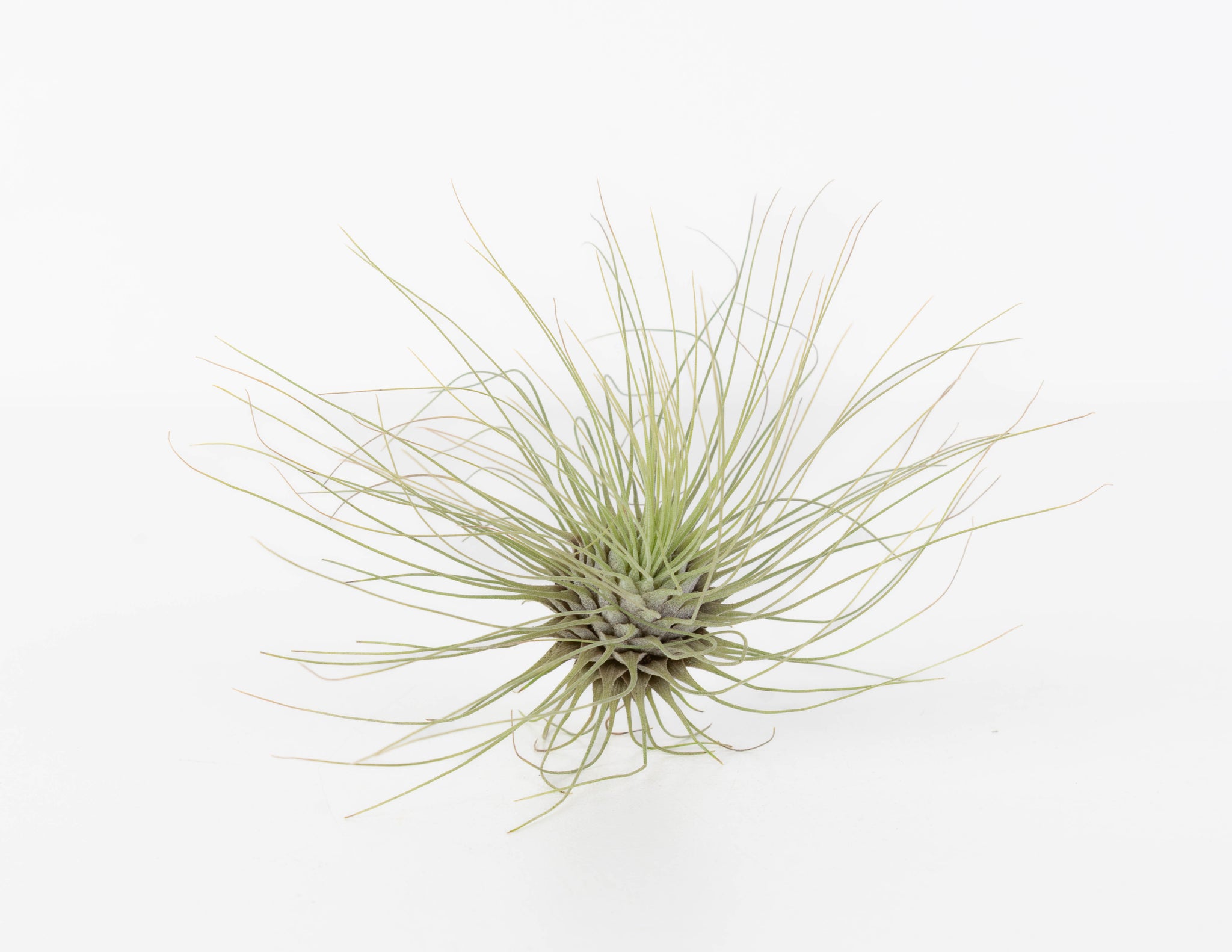 Tillandsia – Colasanti Farms