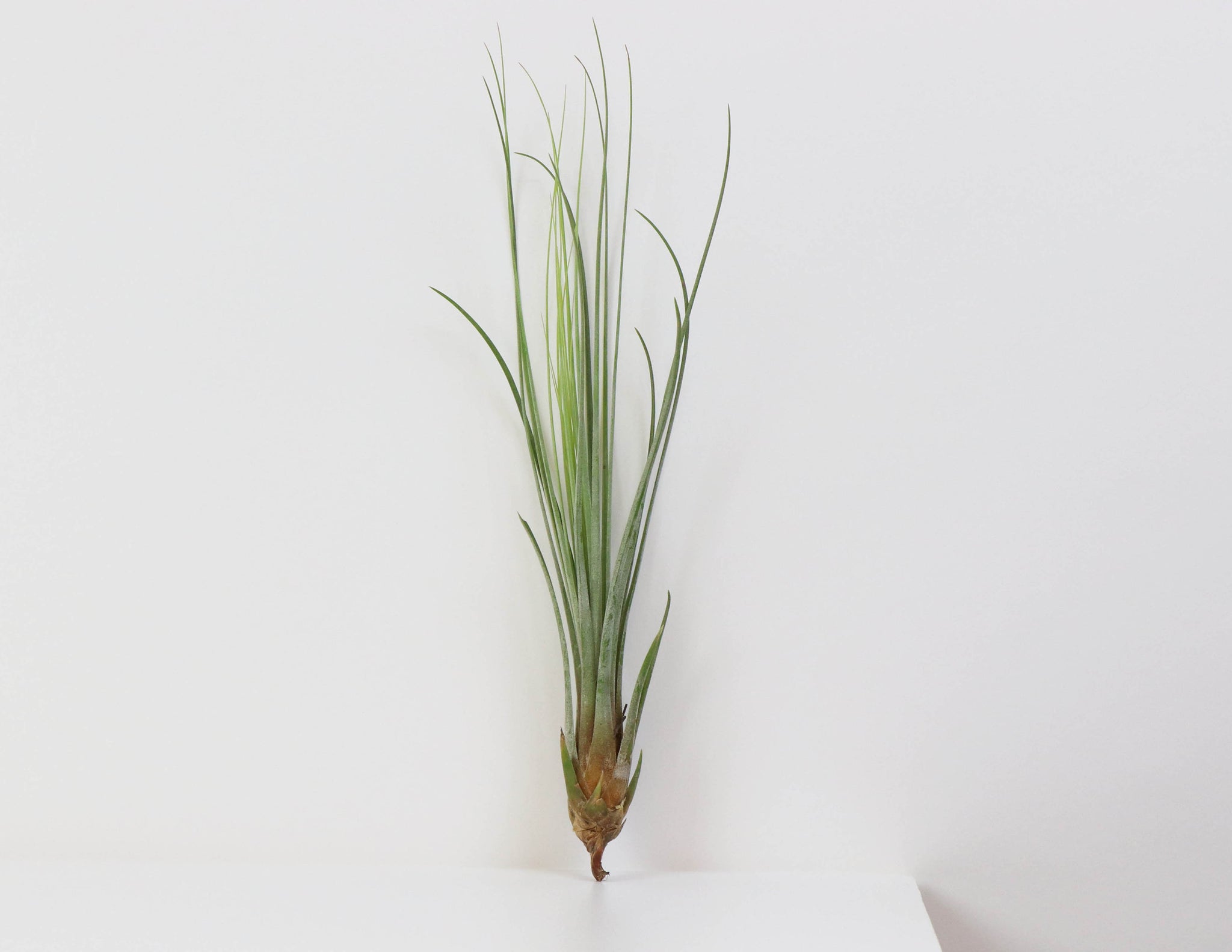 Tillandsia, Juncea