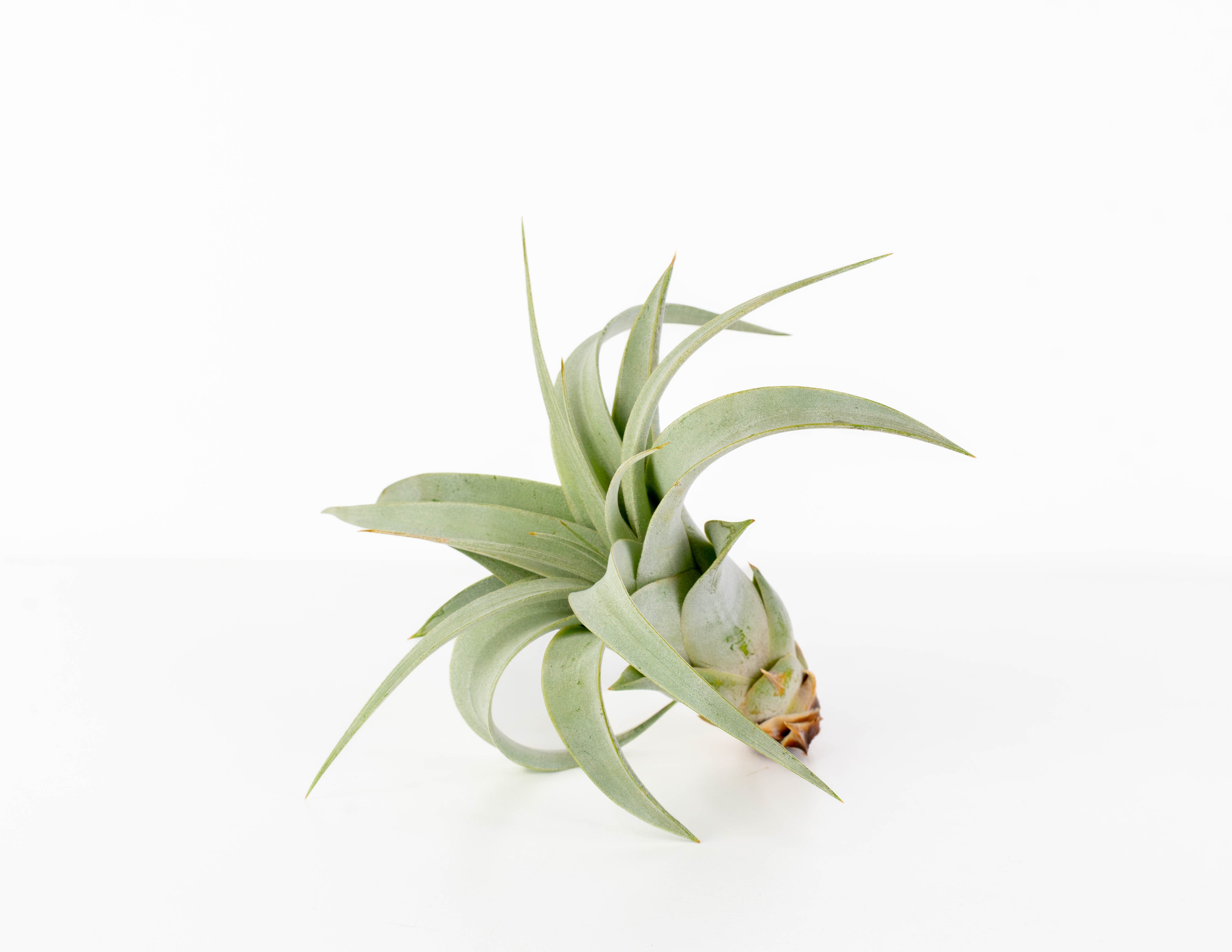 Tillandsia, Xerographica Pup - PAK 61 (Cites) (NOT