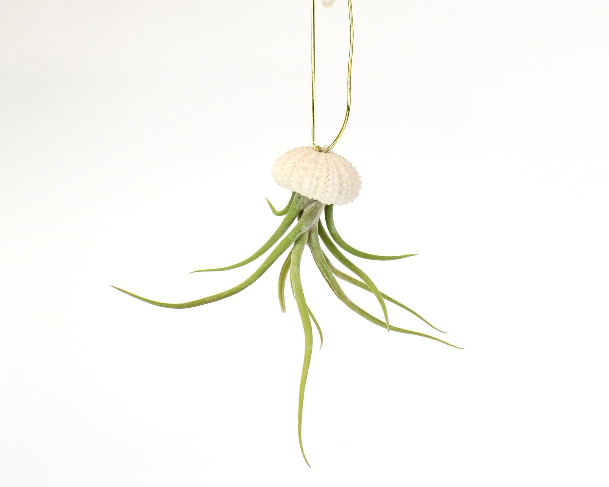 air plant in seashell Tillandsia in Sea Shell