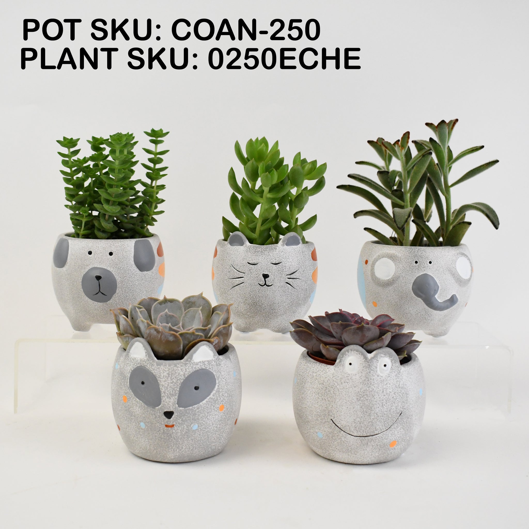 限定コラボ鉢】HABITAT POT Valiem x COOL CACTUS 限定コラボ鉢