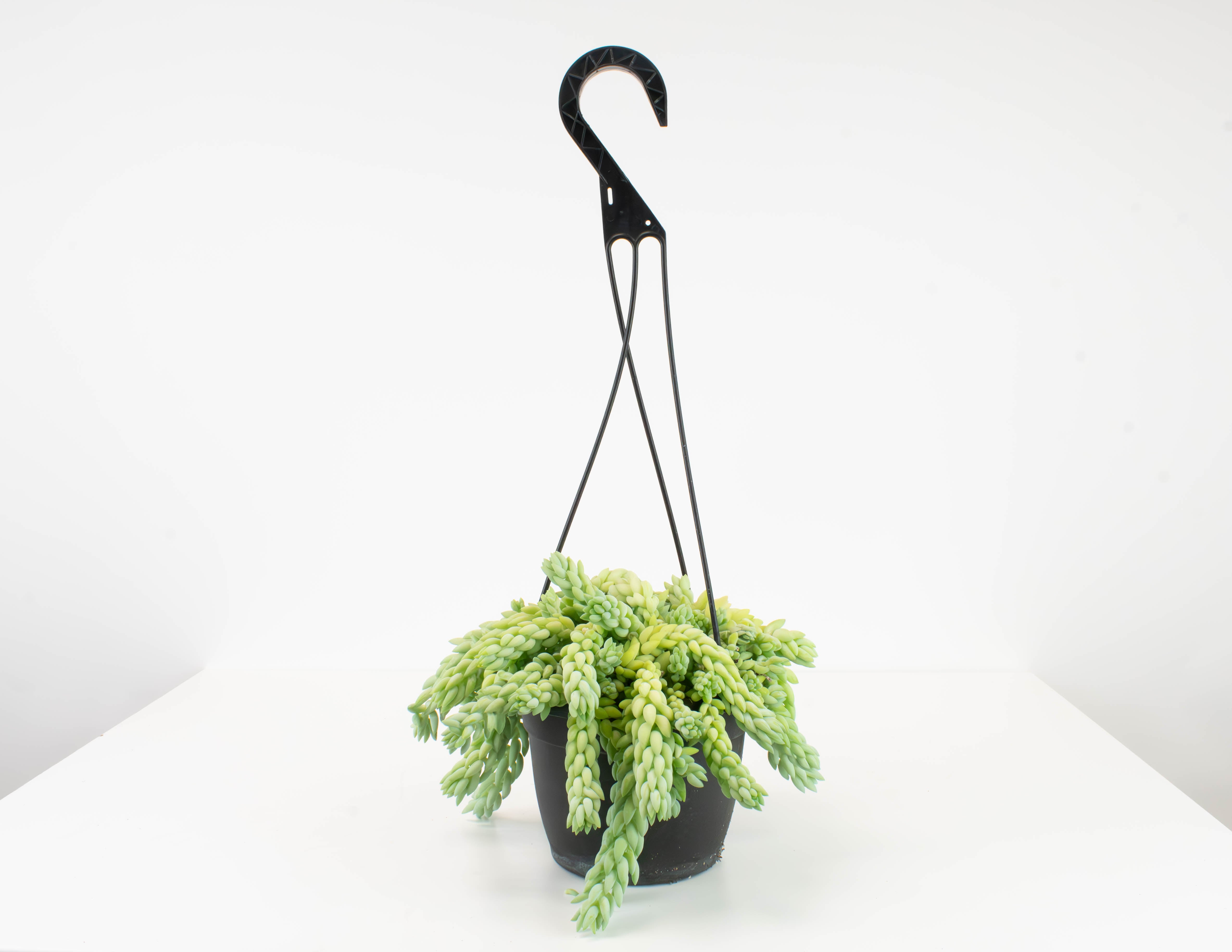 hb succulent 6" HB Succulent, Burro's Tail