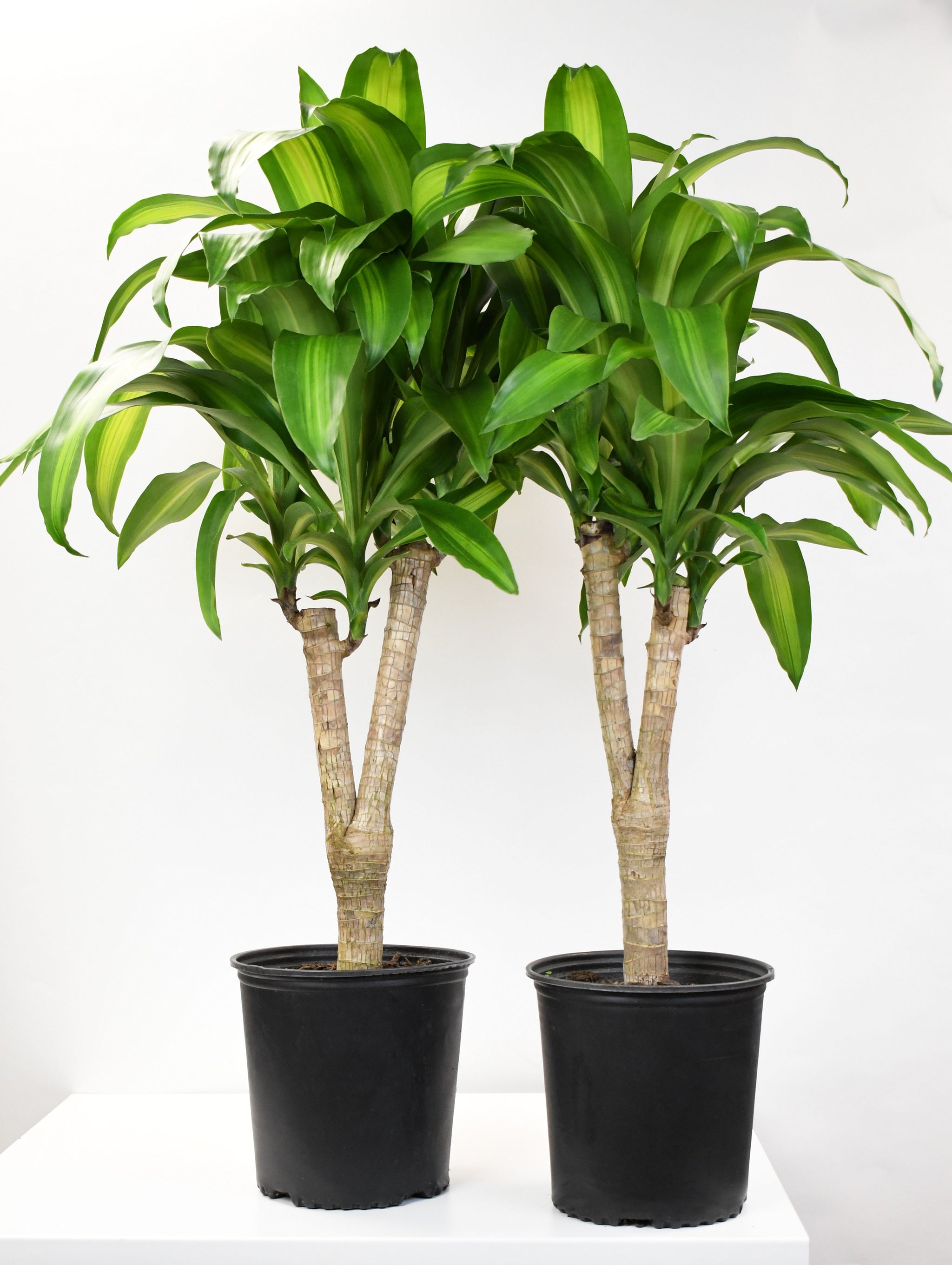 dracaena massangeana stump 10" Dracaena, Mass Stump