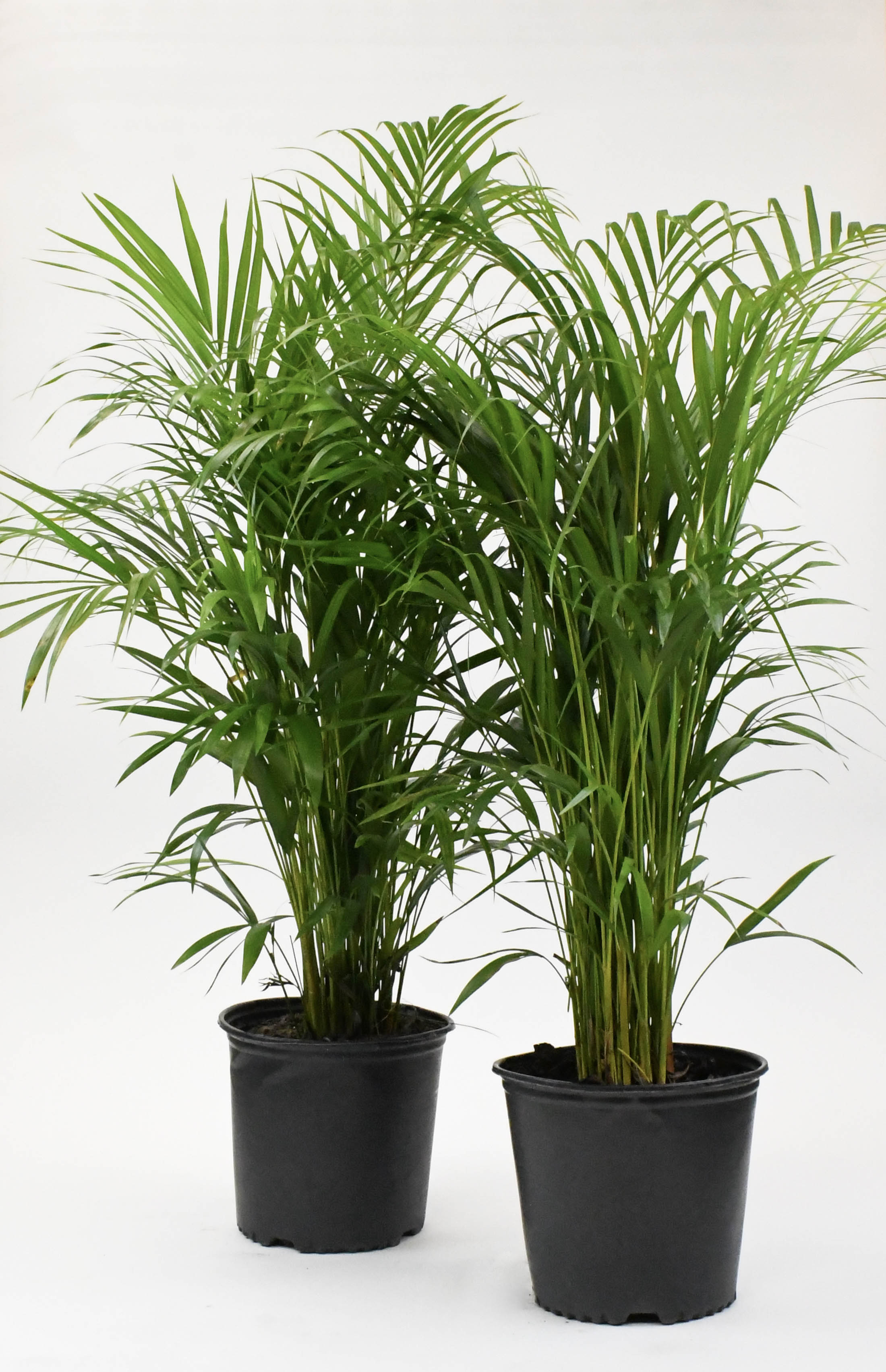 10 ptd areca palm tree 10" Palm, Areca