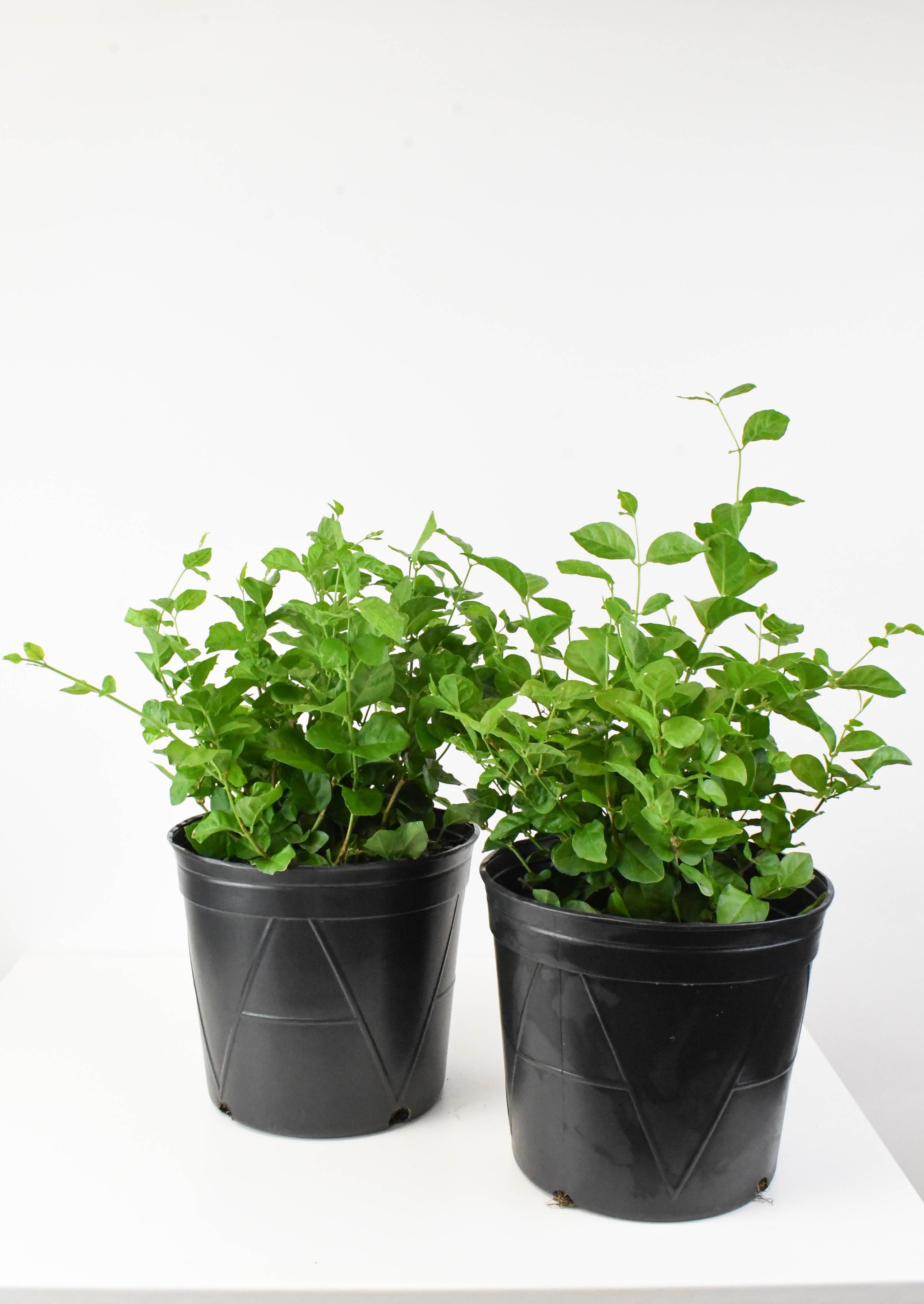 10jasminesanbac_2048x.jpg?v=