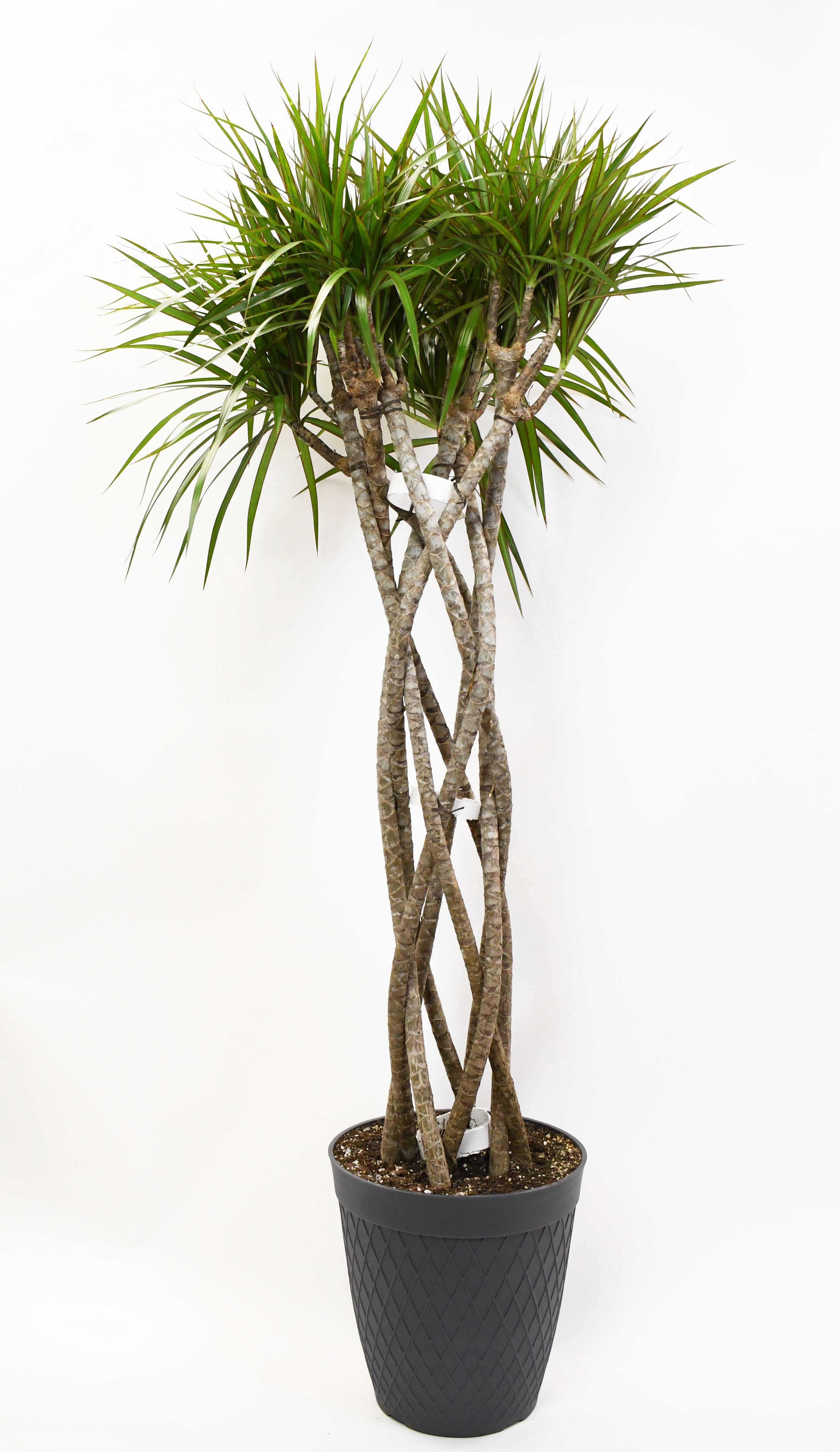 dracaena marginata open weave 12" Dracaena, Marginata Open Weave 8ppp 60"