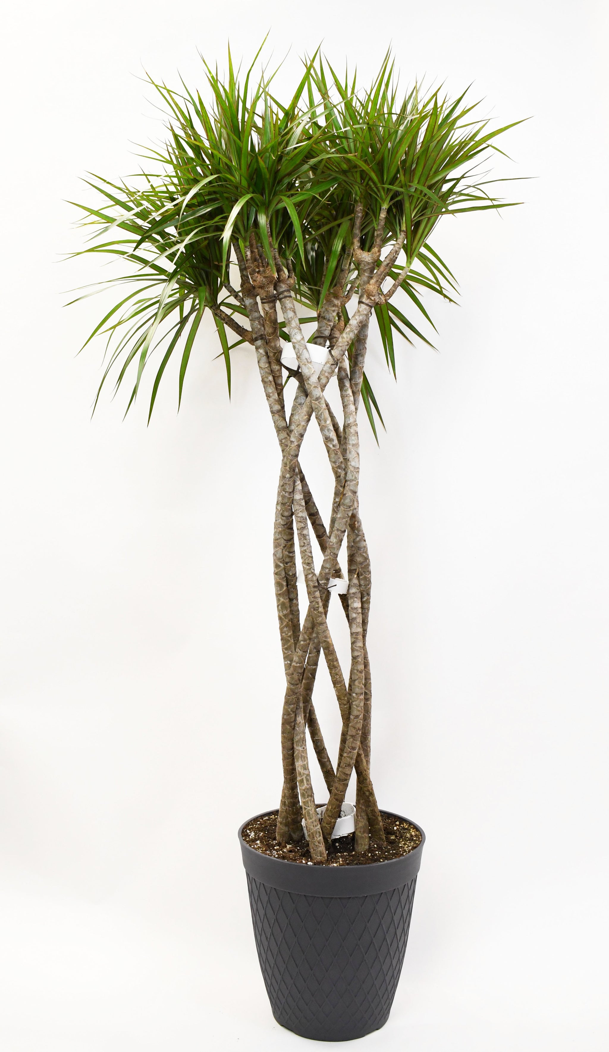 dracaena marginata open weave charcoal 12" Dracaena, Marginata Open Weave 8ppp 60"