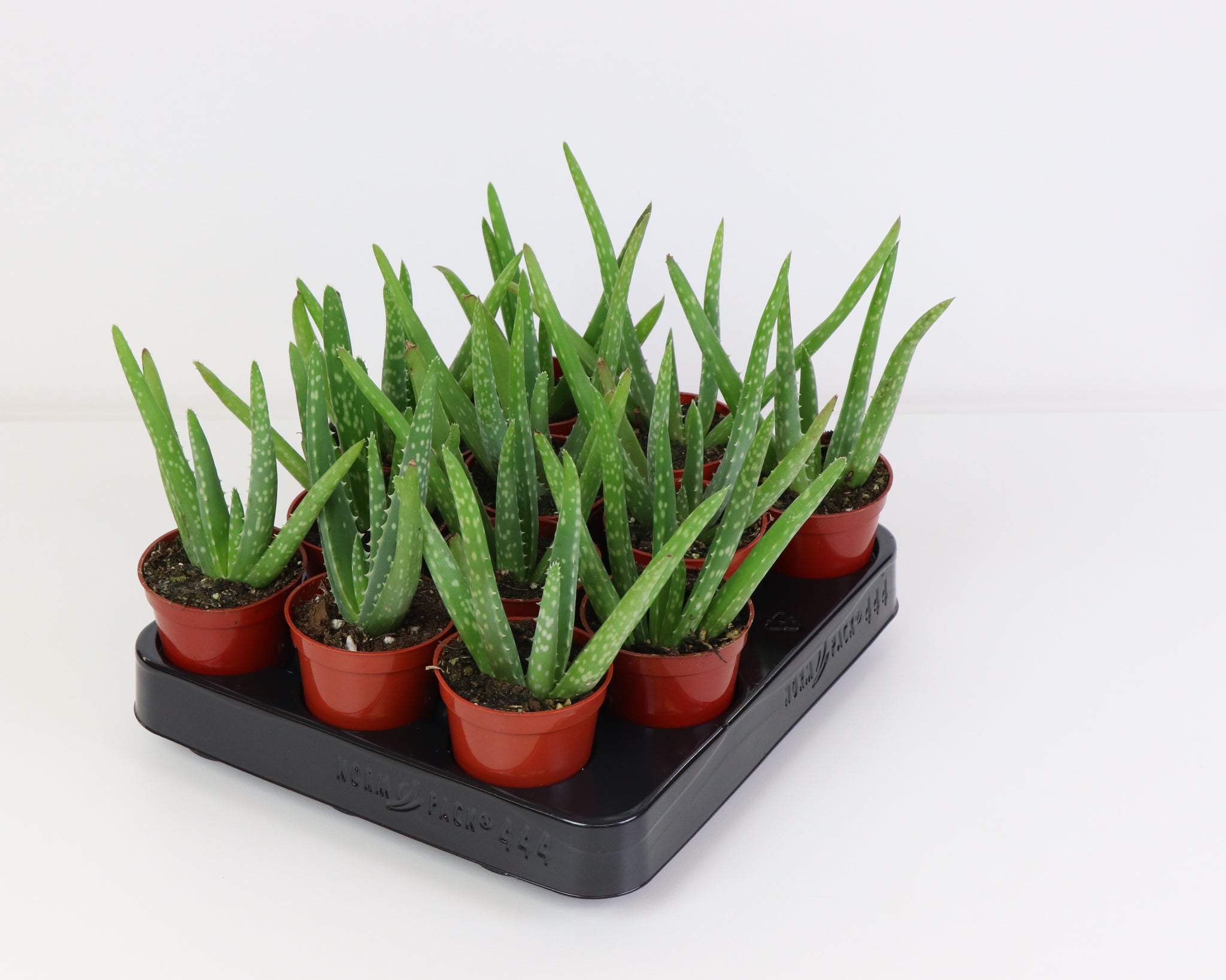 medicine aloe vera plant 2.5" Aloe Vera, Medicine Plant