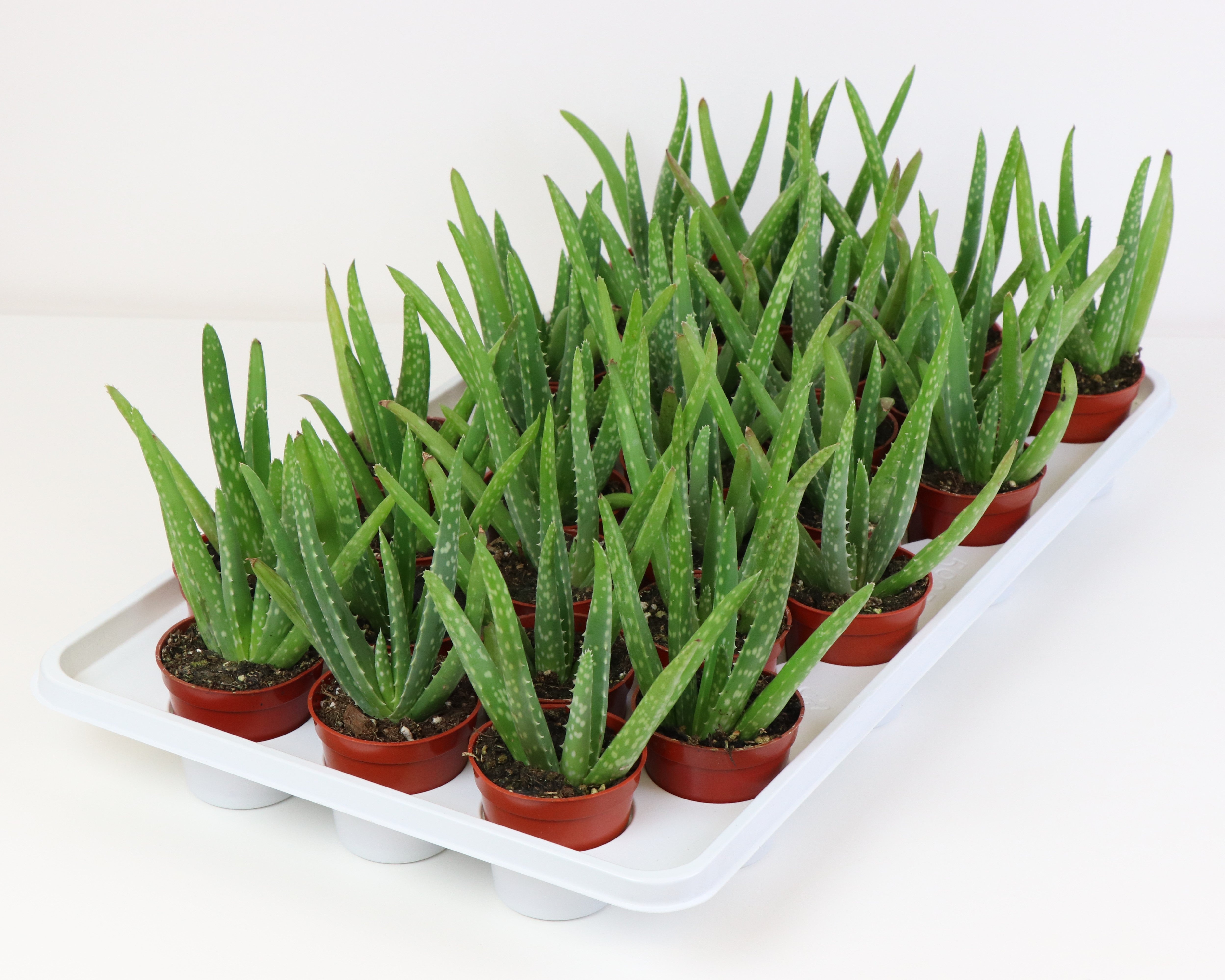 aloe vera plant dubai 2.5" Aloe Vera, Medicine Plant