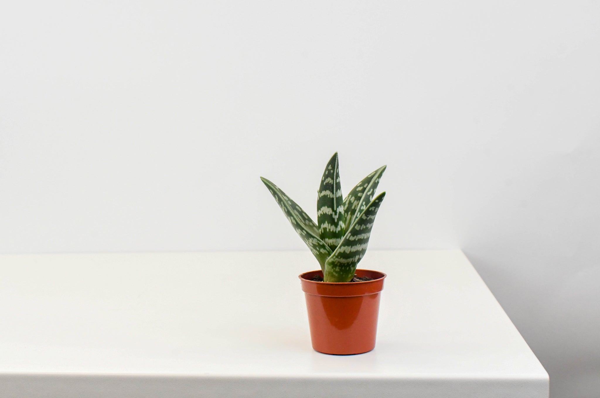 2.5Aloe_Pheasant_1_2048x.jpg?v