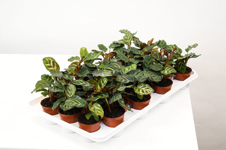 calathea makoyana mini 2.5