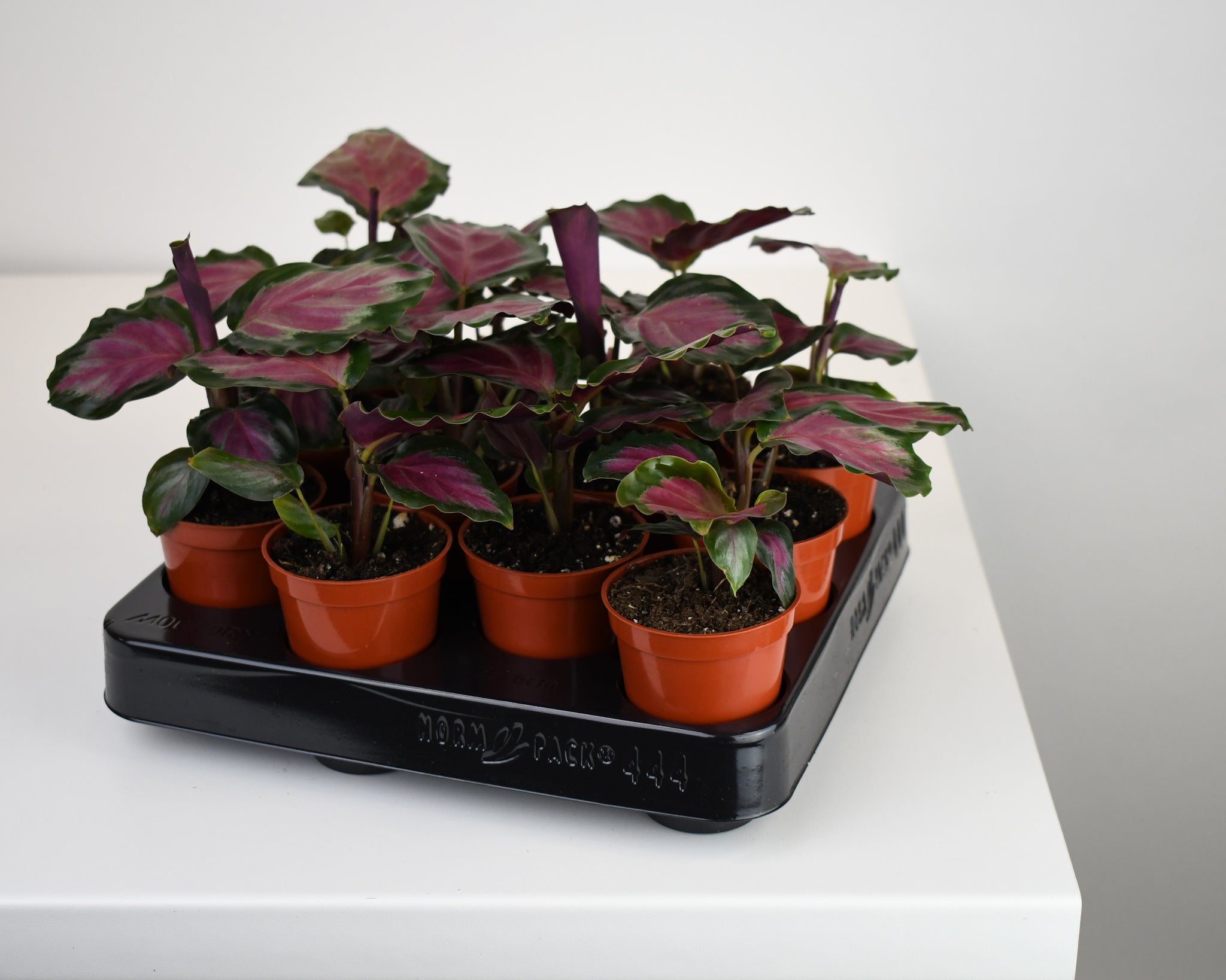 ikea pflanze calathea 2.5