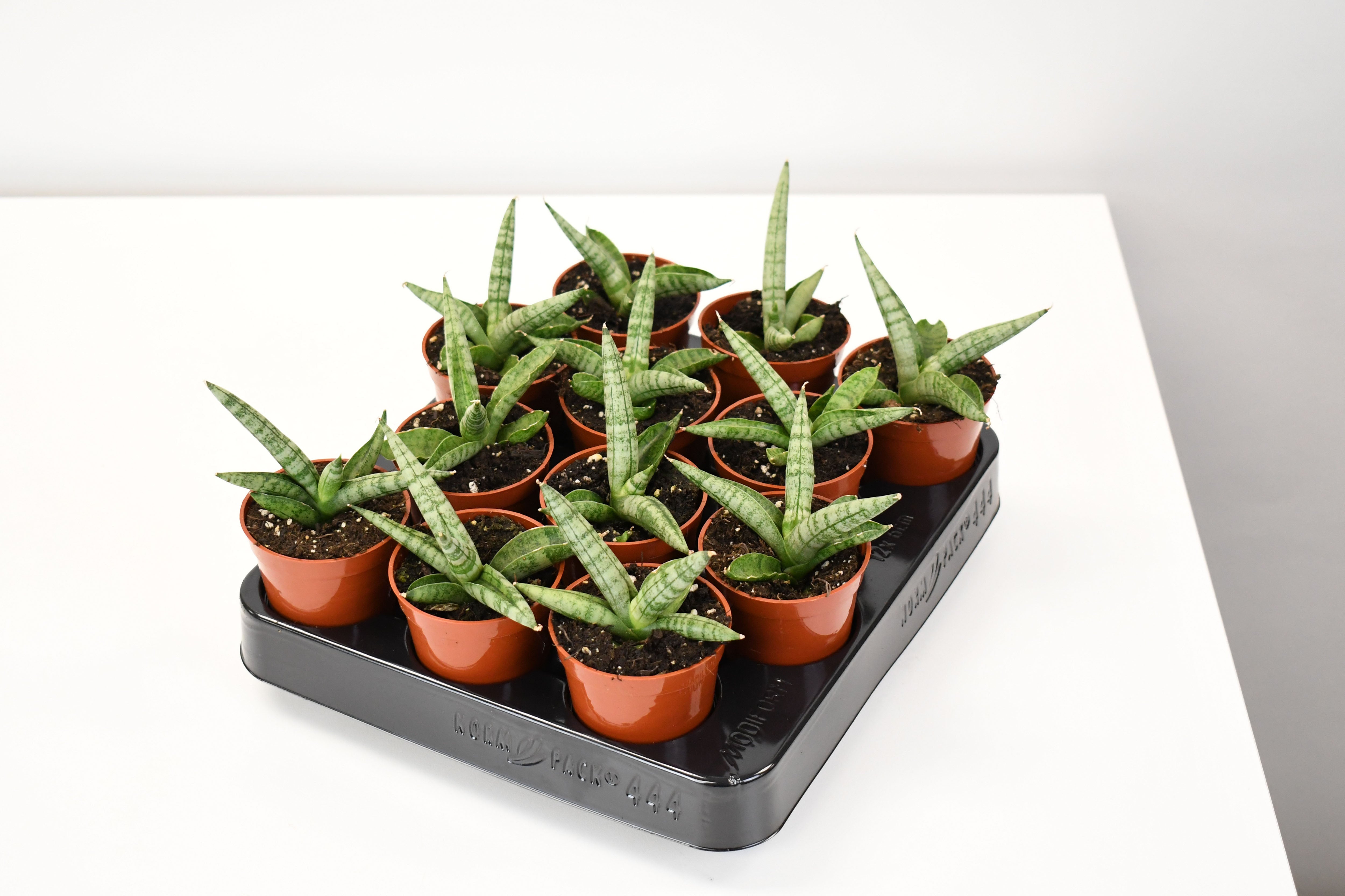starfish sansevieria boncel 2.5" Sansevieria, Boncel Starfish