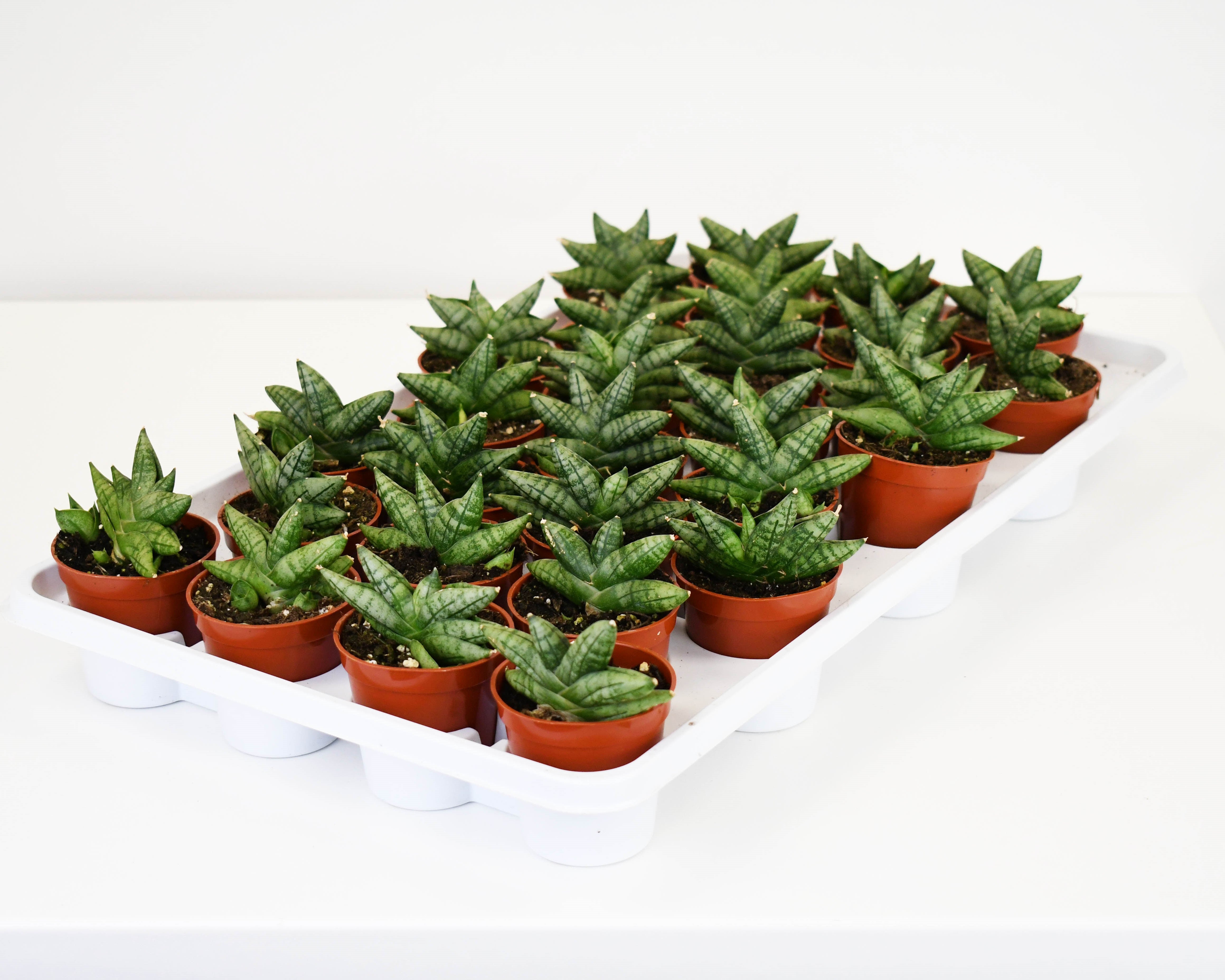sansevieria starfish boncel 2.5" Sansevieria, Dwarf Boncel Starfish