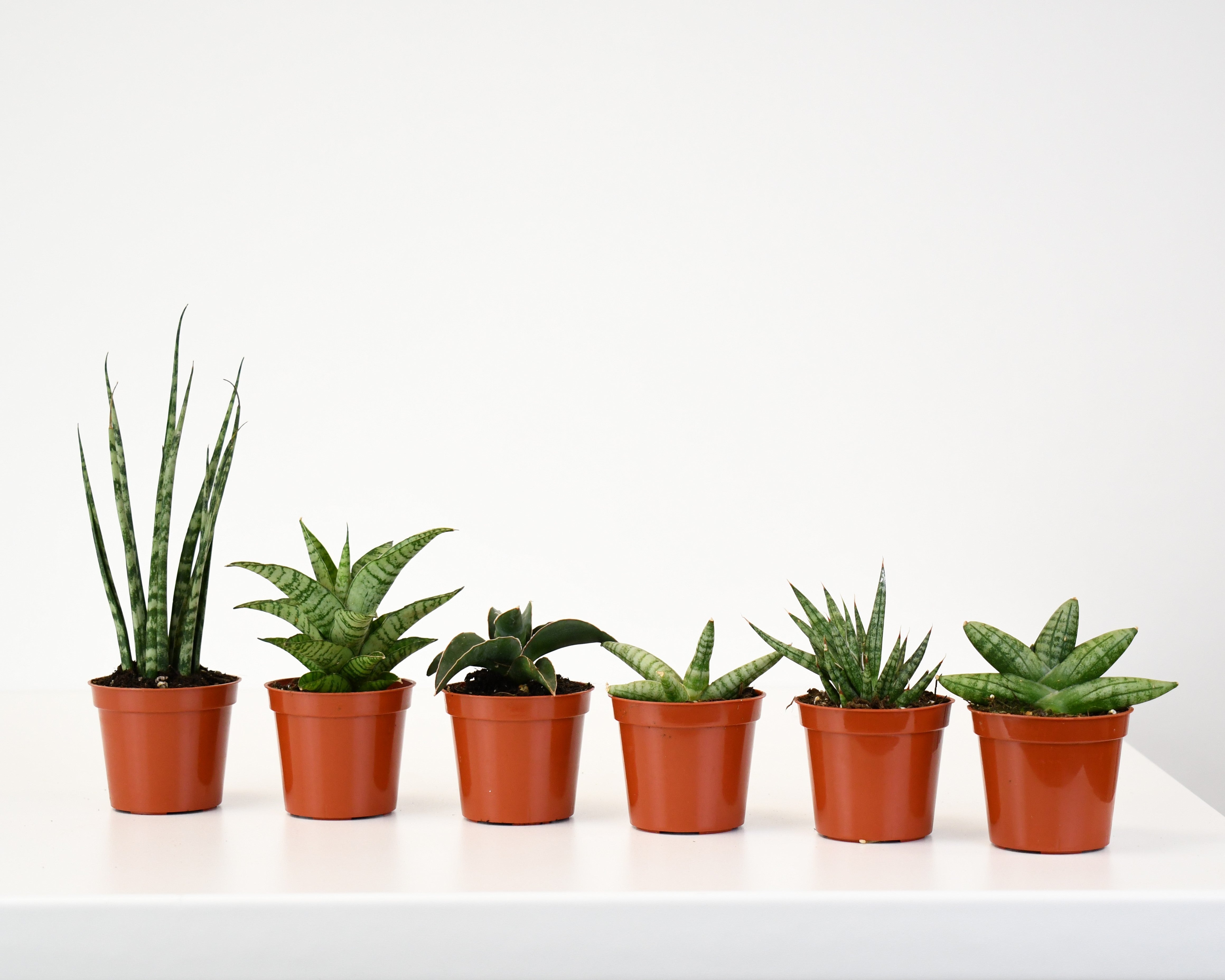 premium sansevieria 2.5" Sansevieria, Premium Assortment