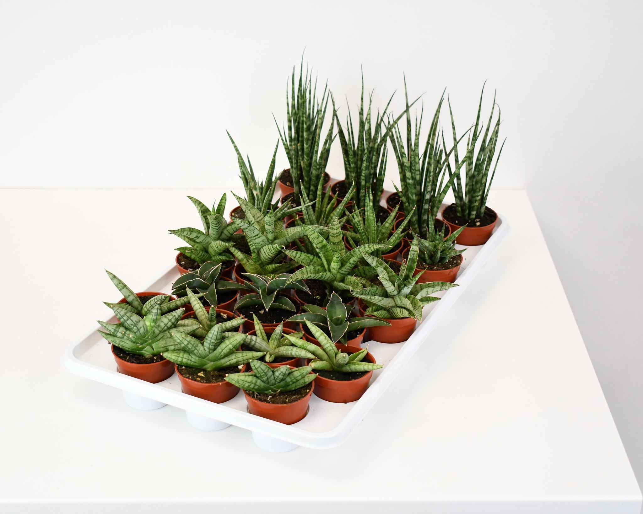 sansevieria premium 2.5" Sansevieria, Premium Assortment