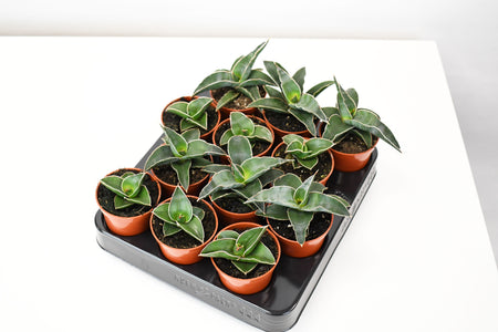 sansevieria samurai sword 2.5