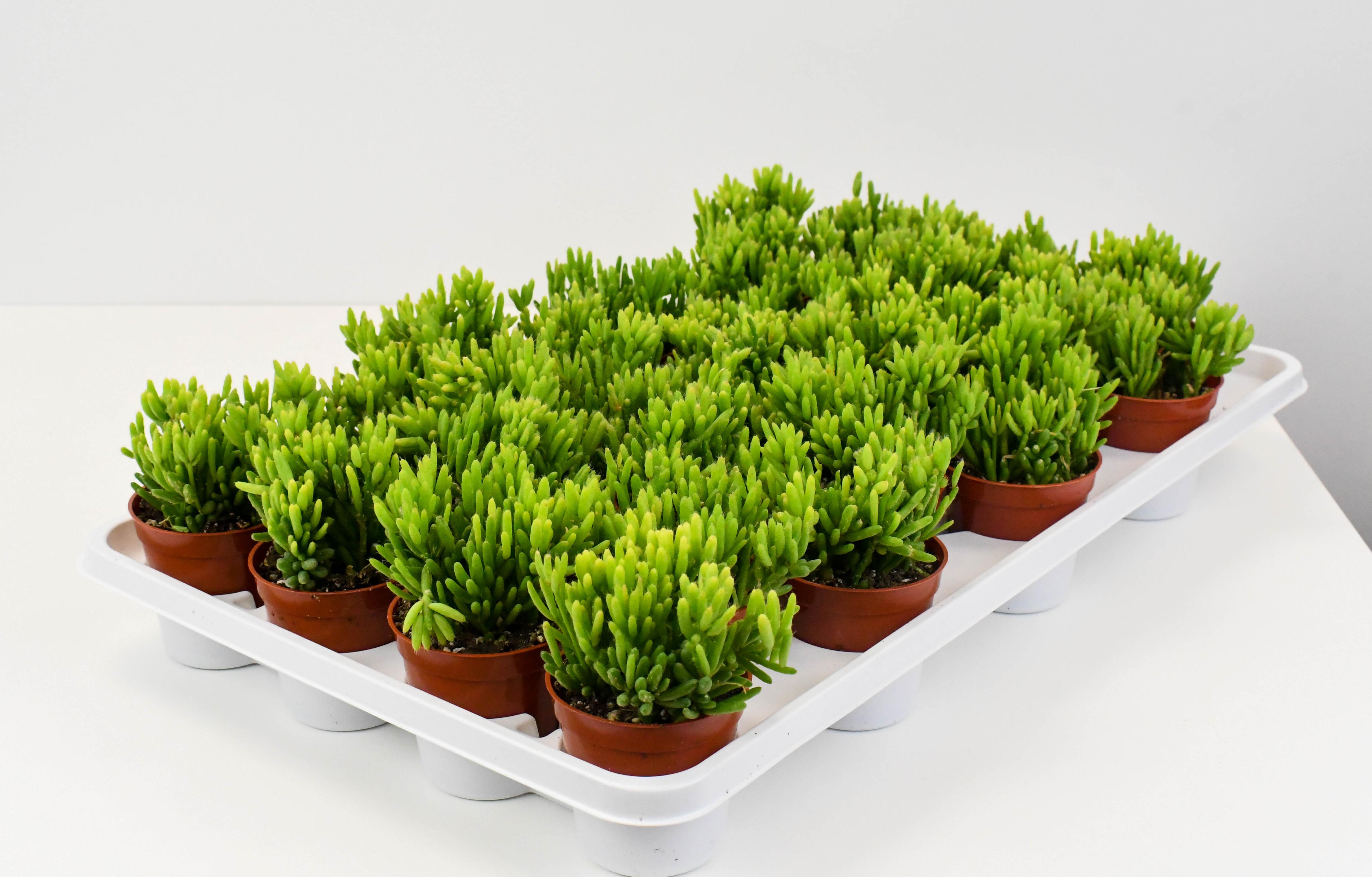 hatiora succulent 2.5" Succulent, Rhipsalis Hatiora