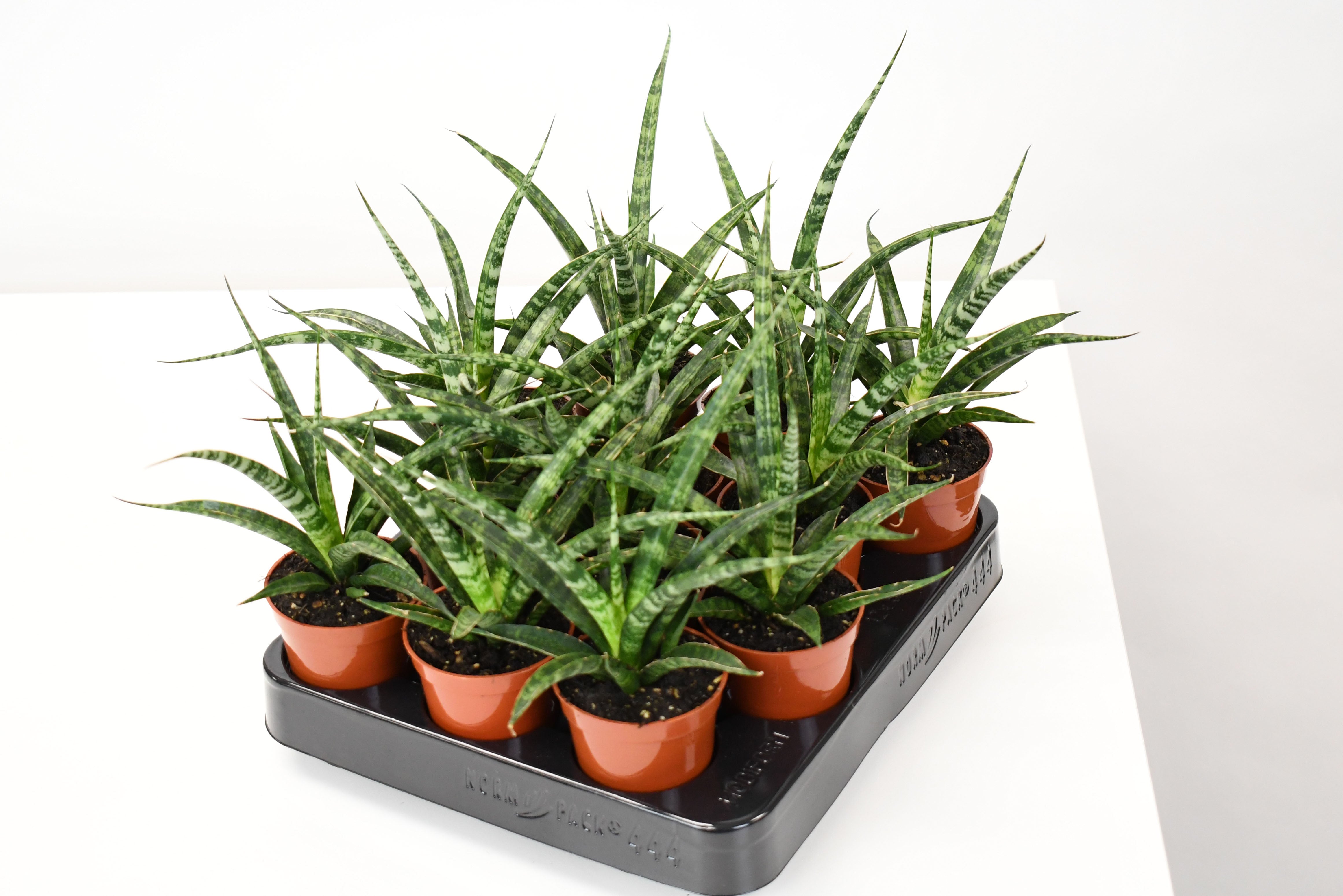 sansevieria fernwood 2.5" Sansevieria, Fernwood Natural Shape