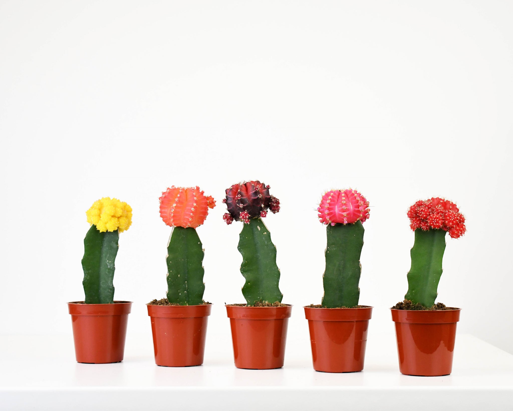 3.25GraftedCactus_Assortment-