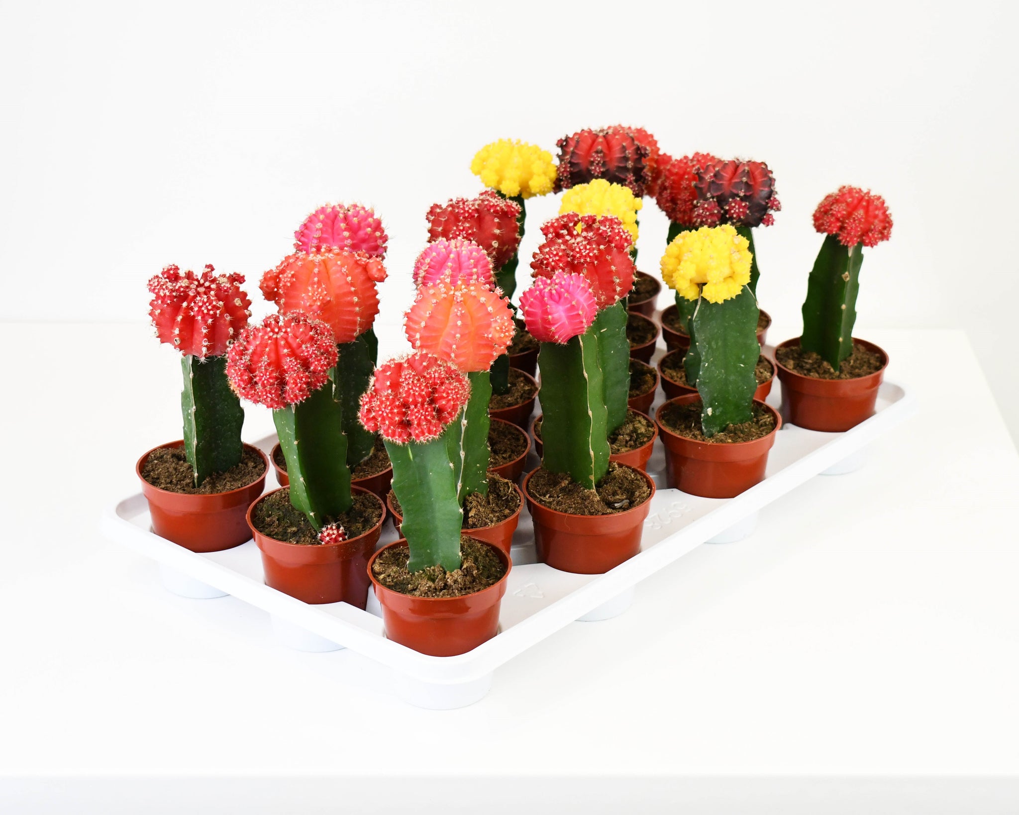 3.25GraftedCactus_Assortment-