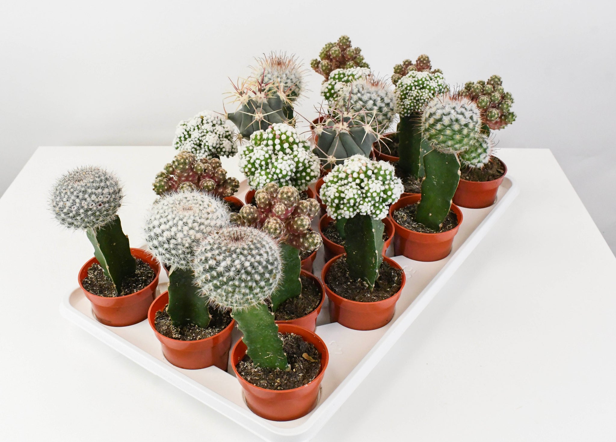 35 Inch Desert Saguaro Cactus Plant | Autograph Foliages