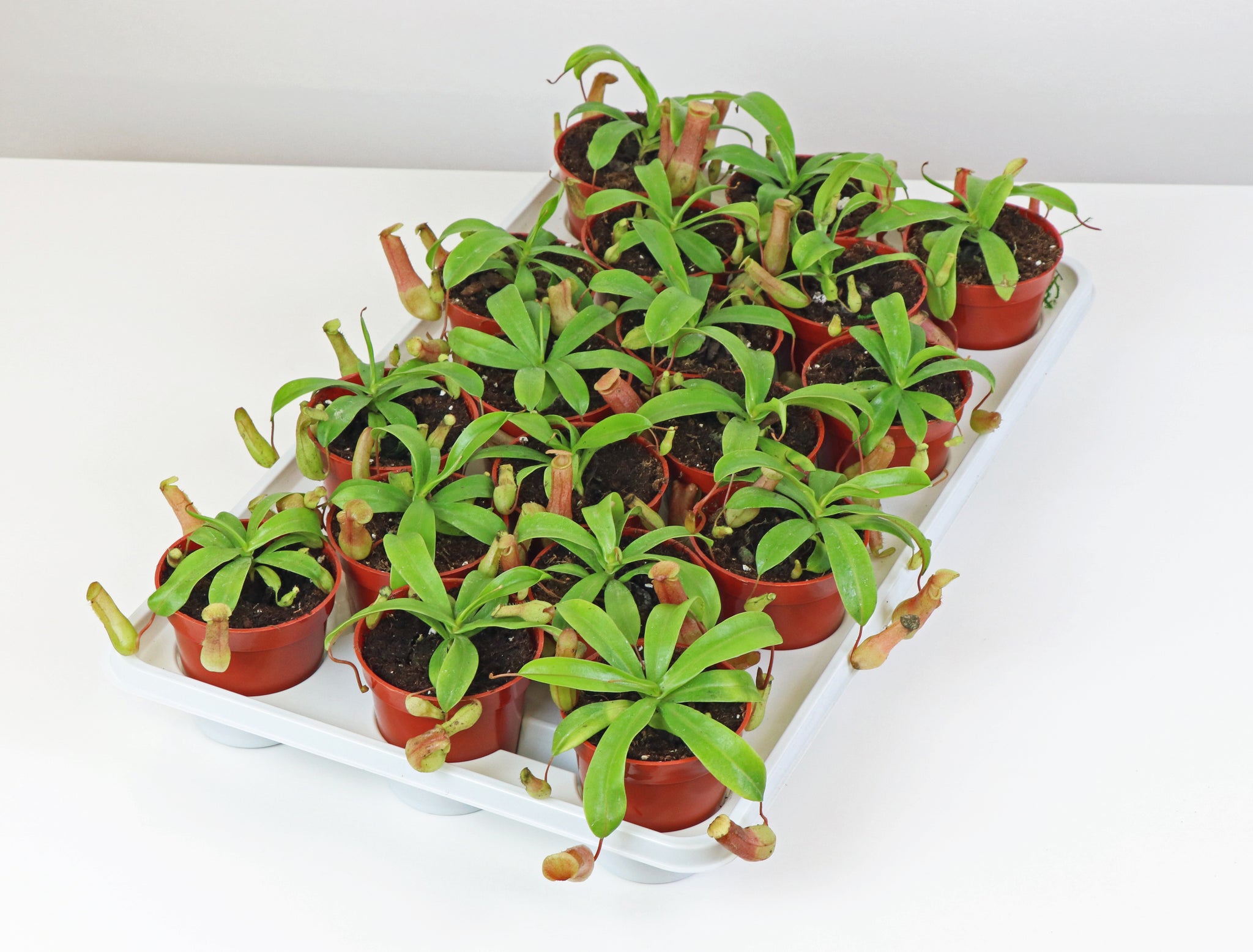 NEPETHICA ネペンテス SEALED BOTTLE PLANTS NEPENTHES「N/G」SEALED BOTTLE PLANTS | RINTARO ISHIGE OFFICIAL WEBSITE
