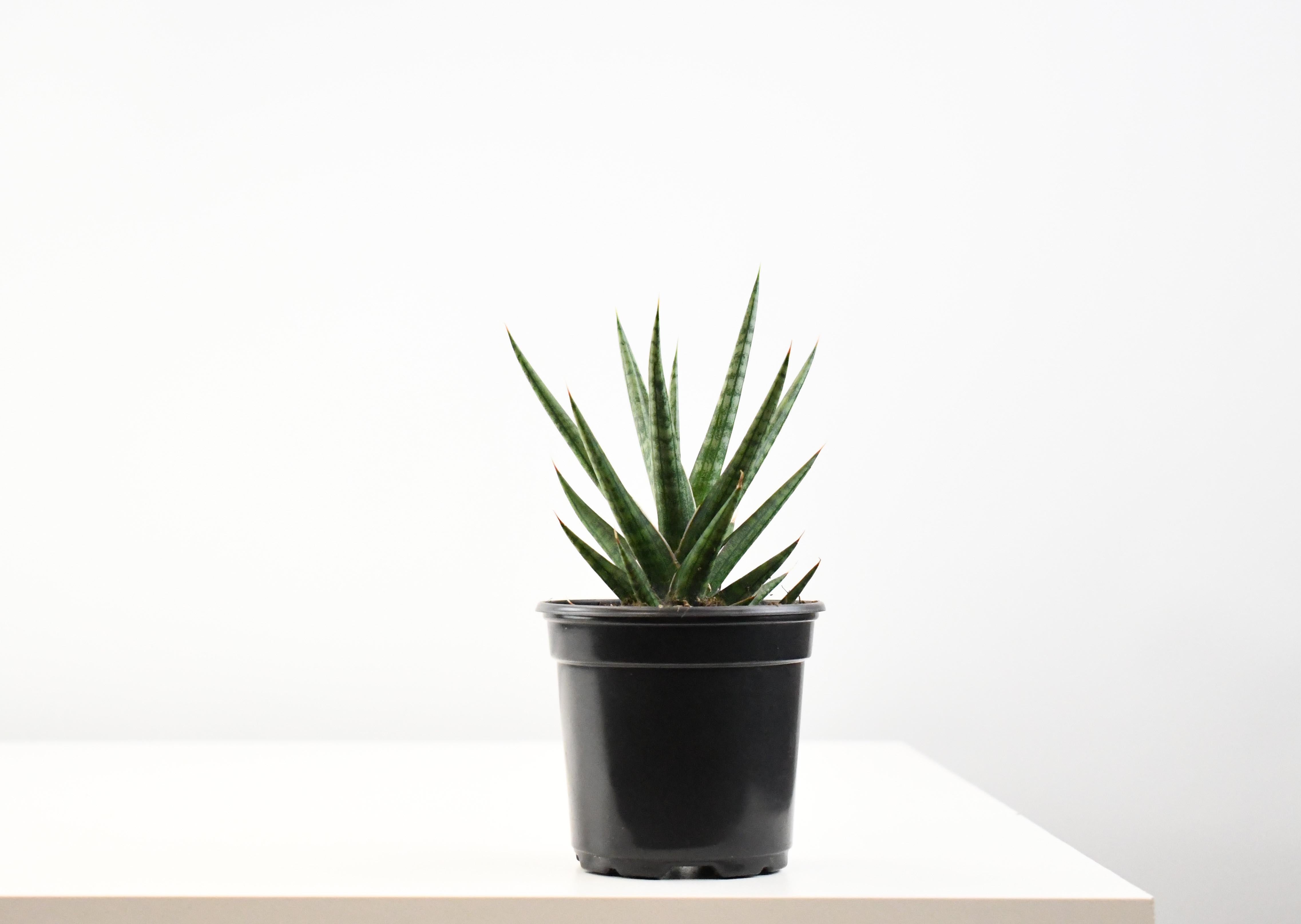 sansevieria spiky 4" Sansevieria, Francissii Spiky