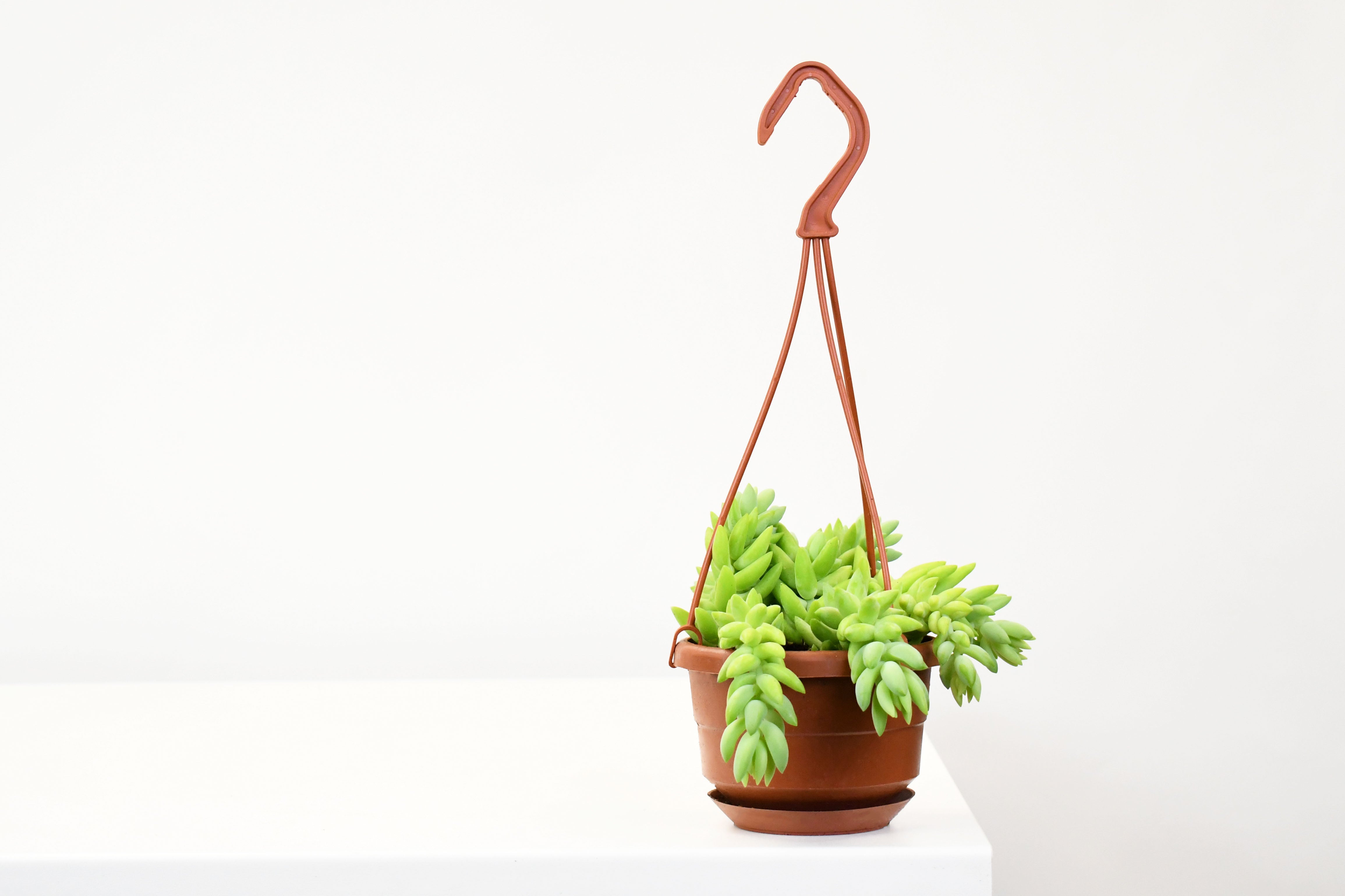 hb succulent 4" HB Succulent, Burro's Tail