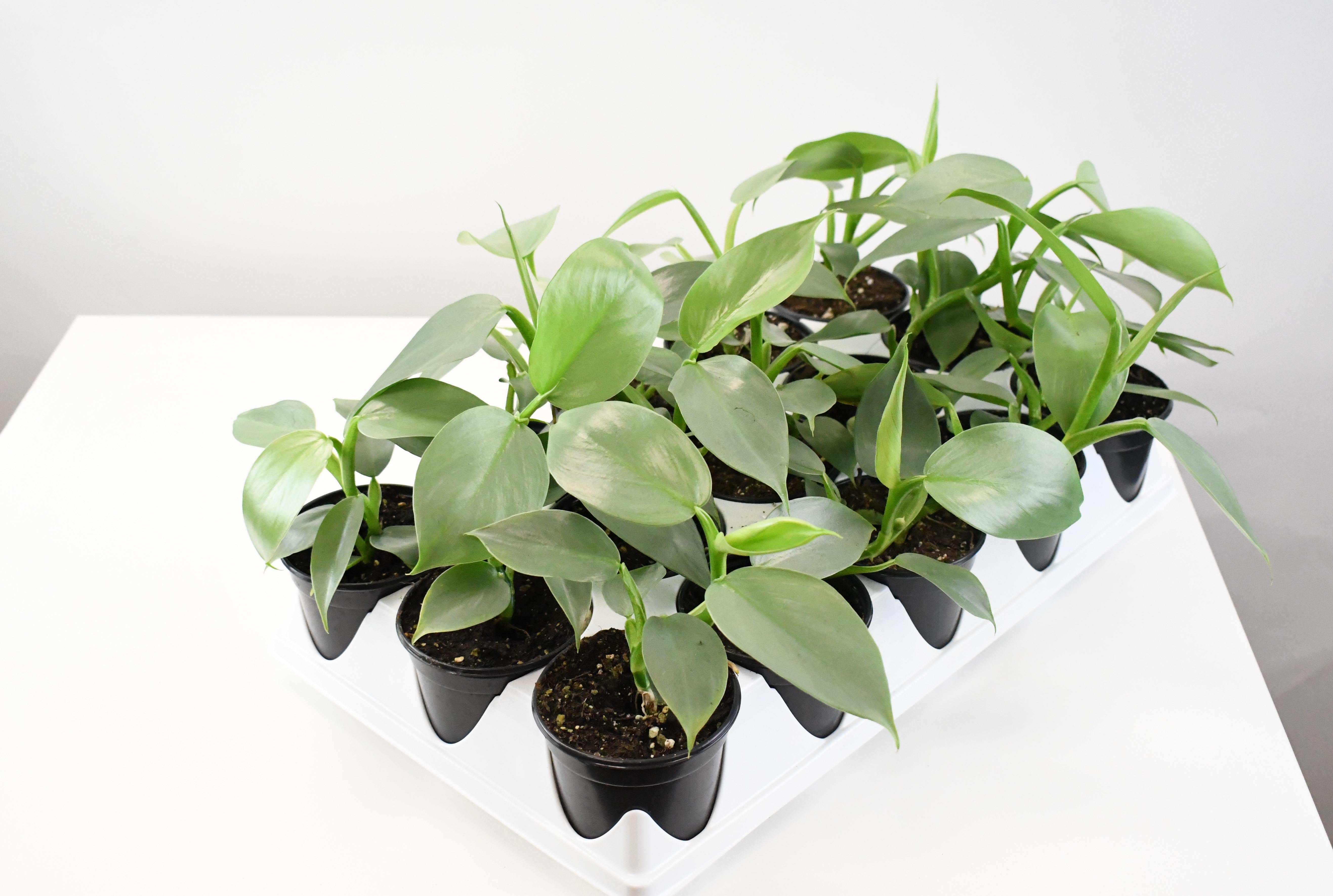 buy philodendron hastatum 4" Philodendron, Hastatum Silver Sword