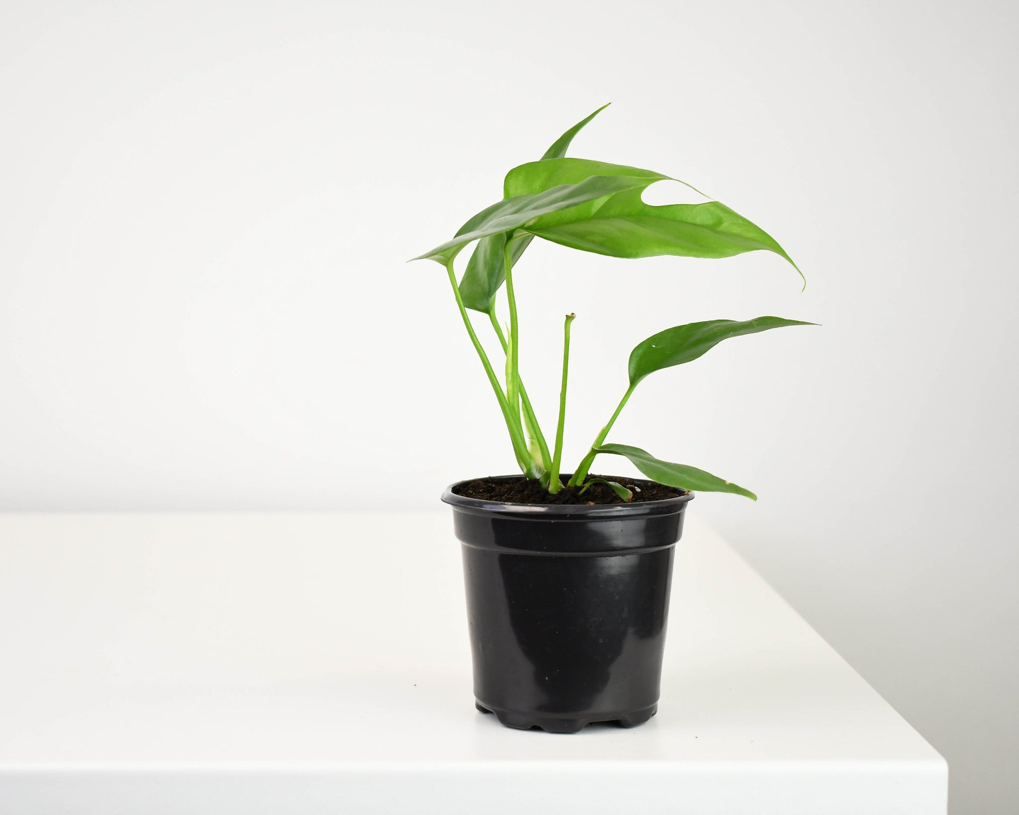 philodendron minima 4