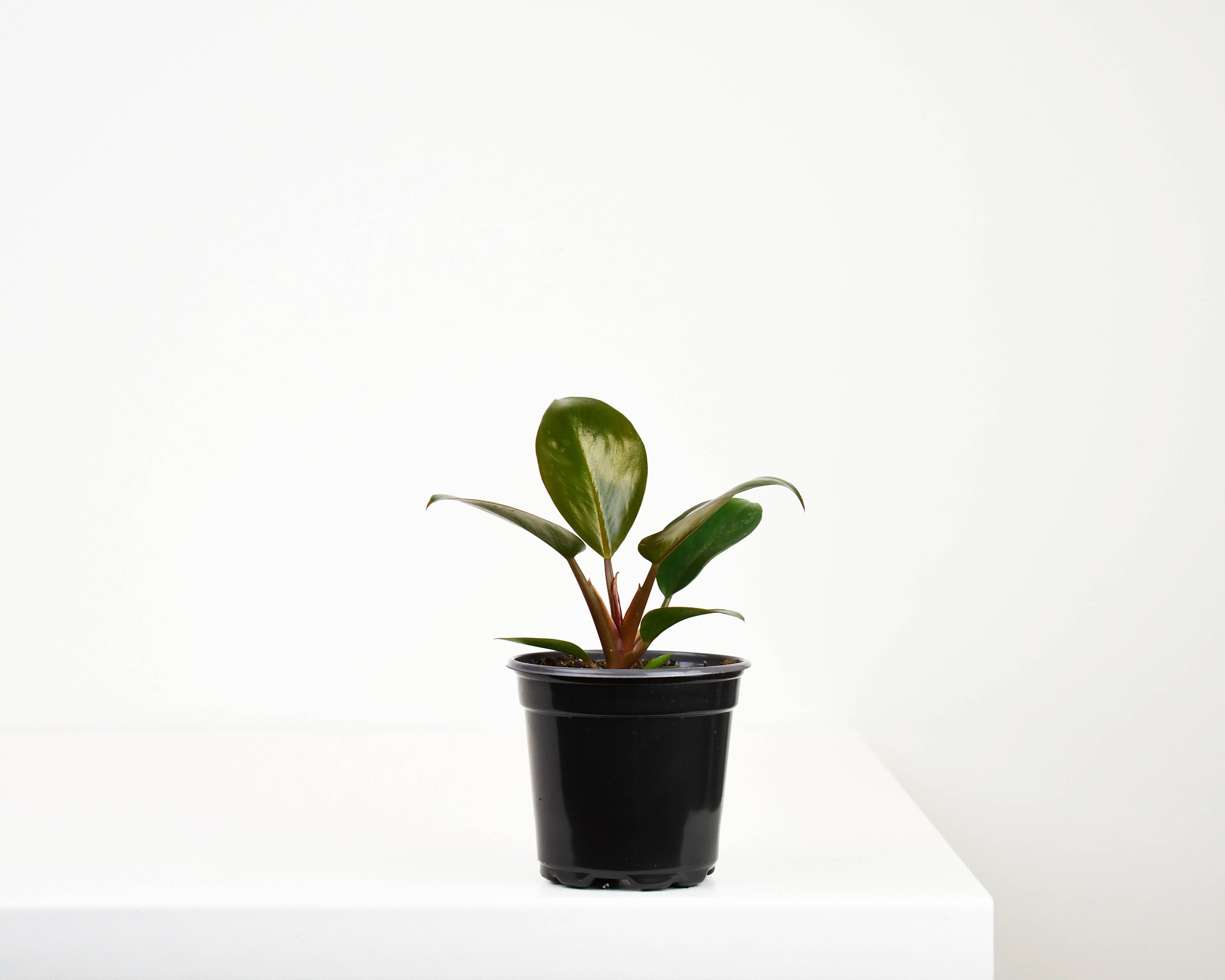 dwarf red congo philodendron 4" Philodendron, Red Congo
