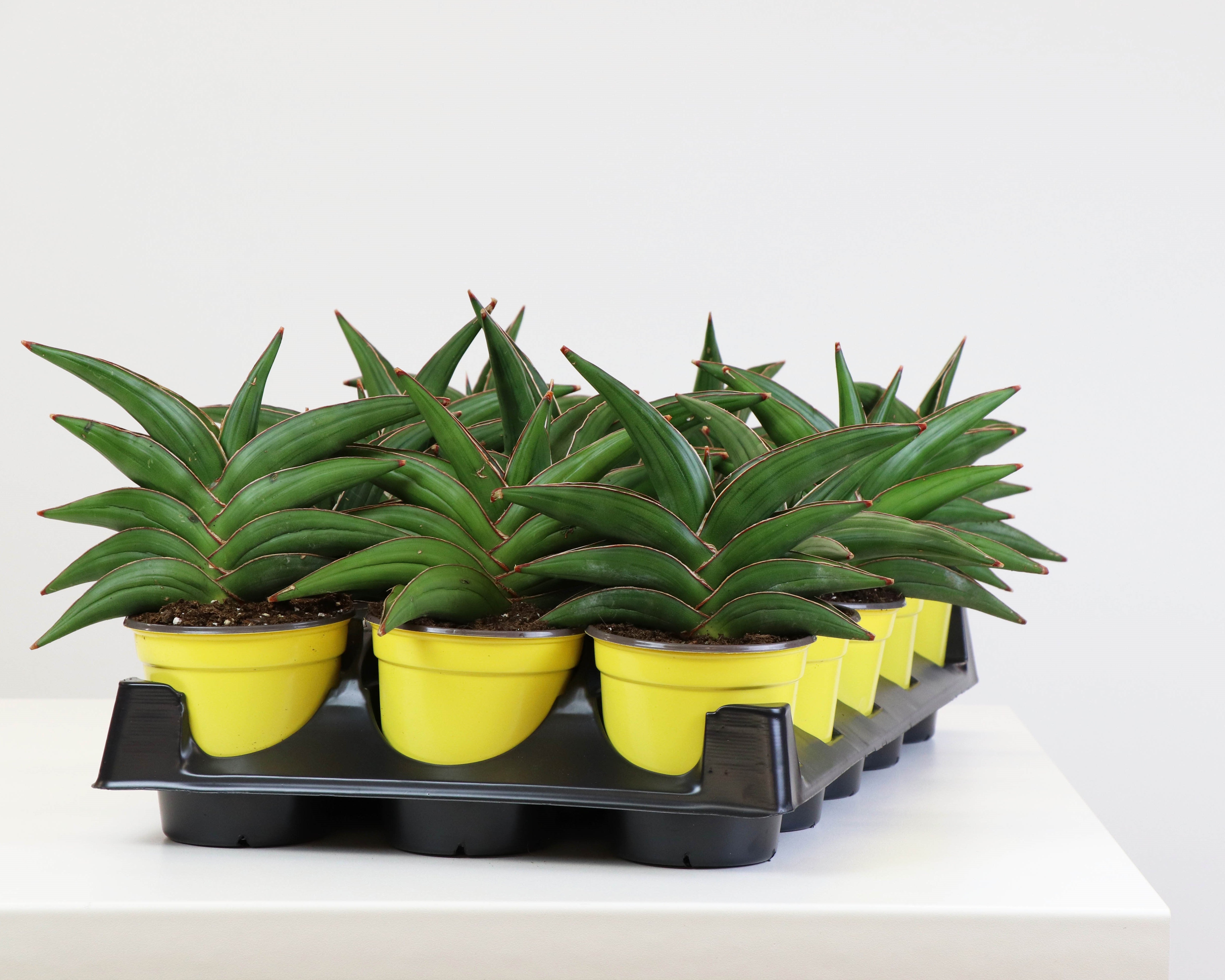 sansevieria samurai 4" Sansevieria, Samurai