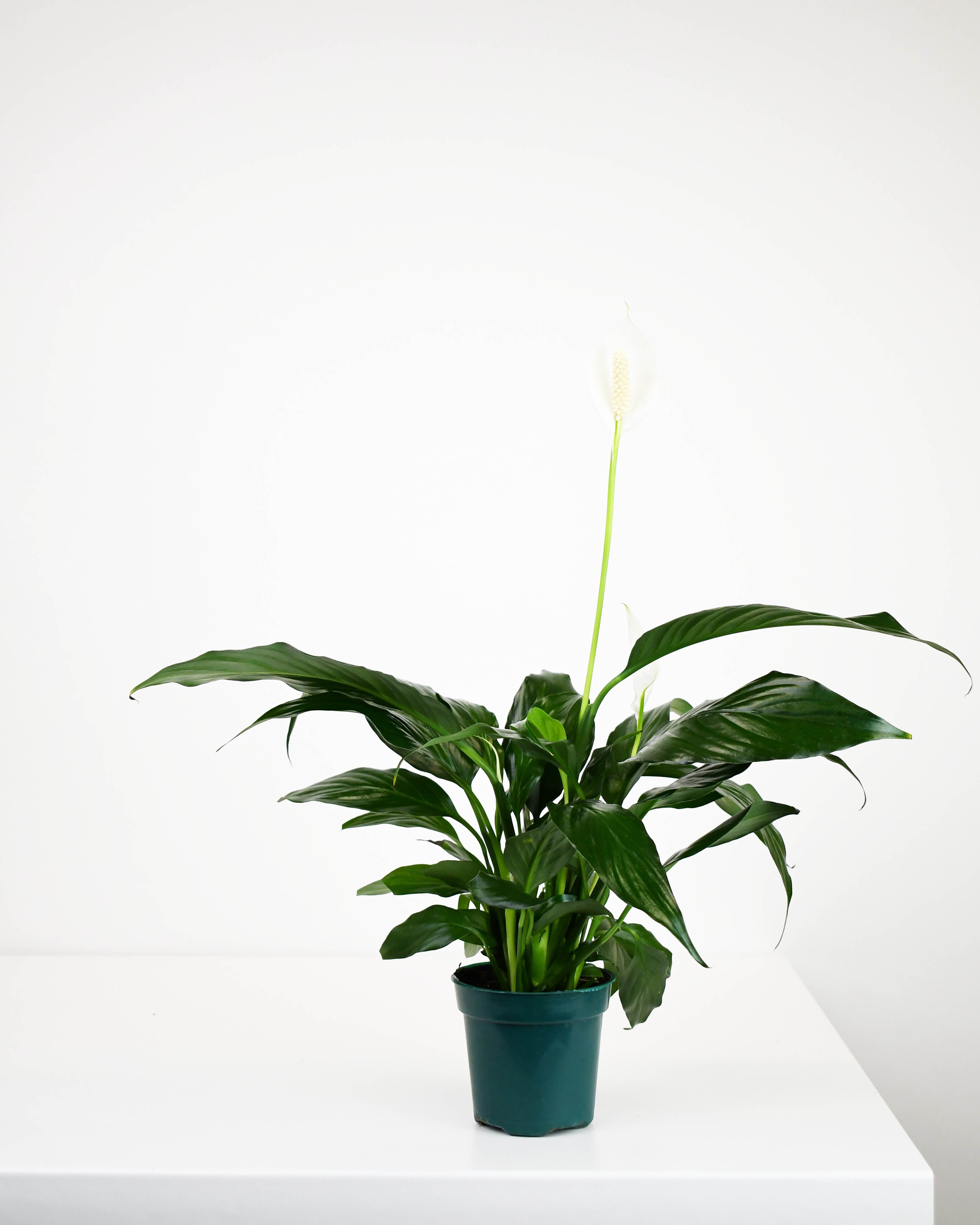peace lily คือ 4" Spathiphyllum, Peace Lily