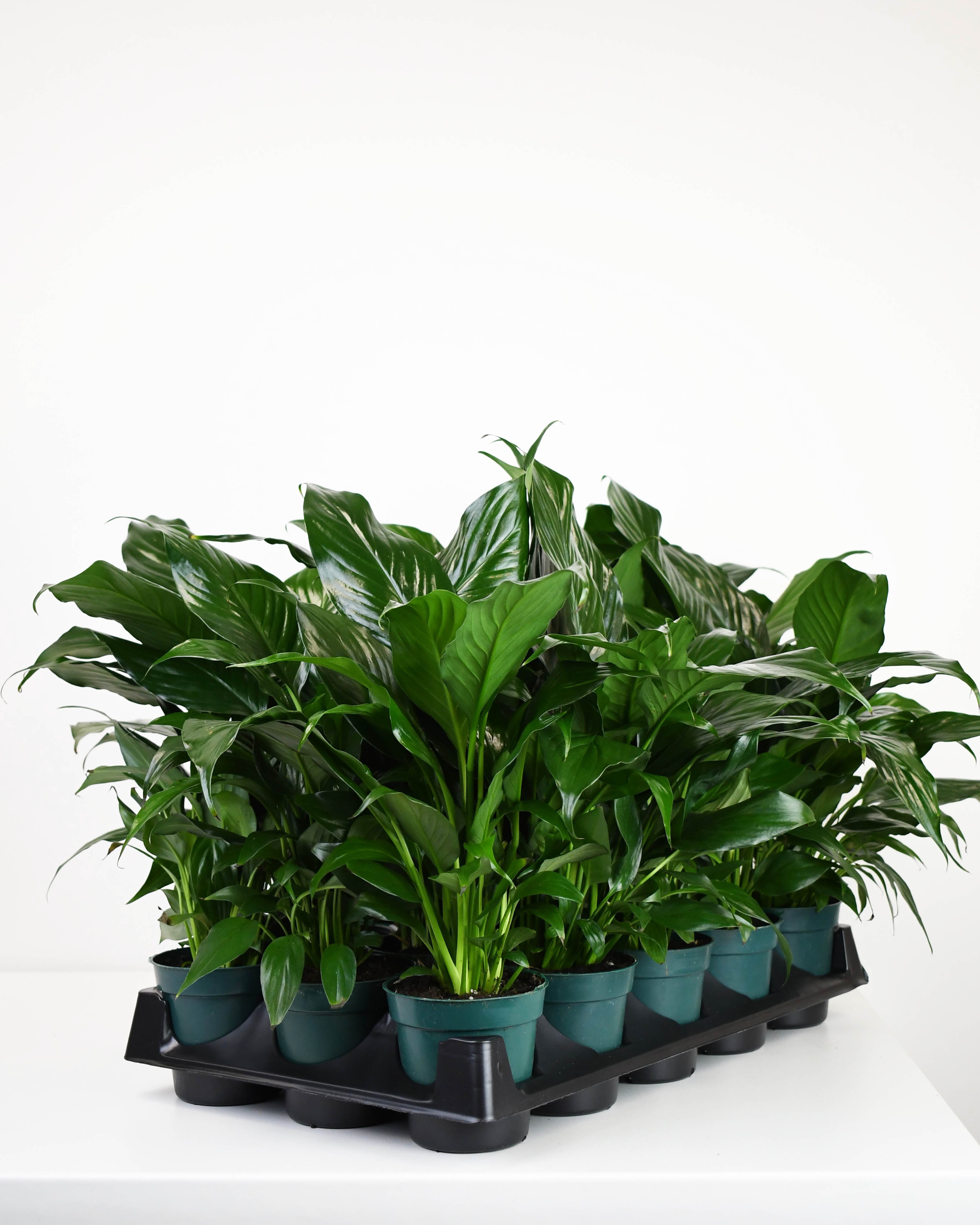 peace lily คือ 4" Spathiphyllum, Peace Lily