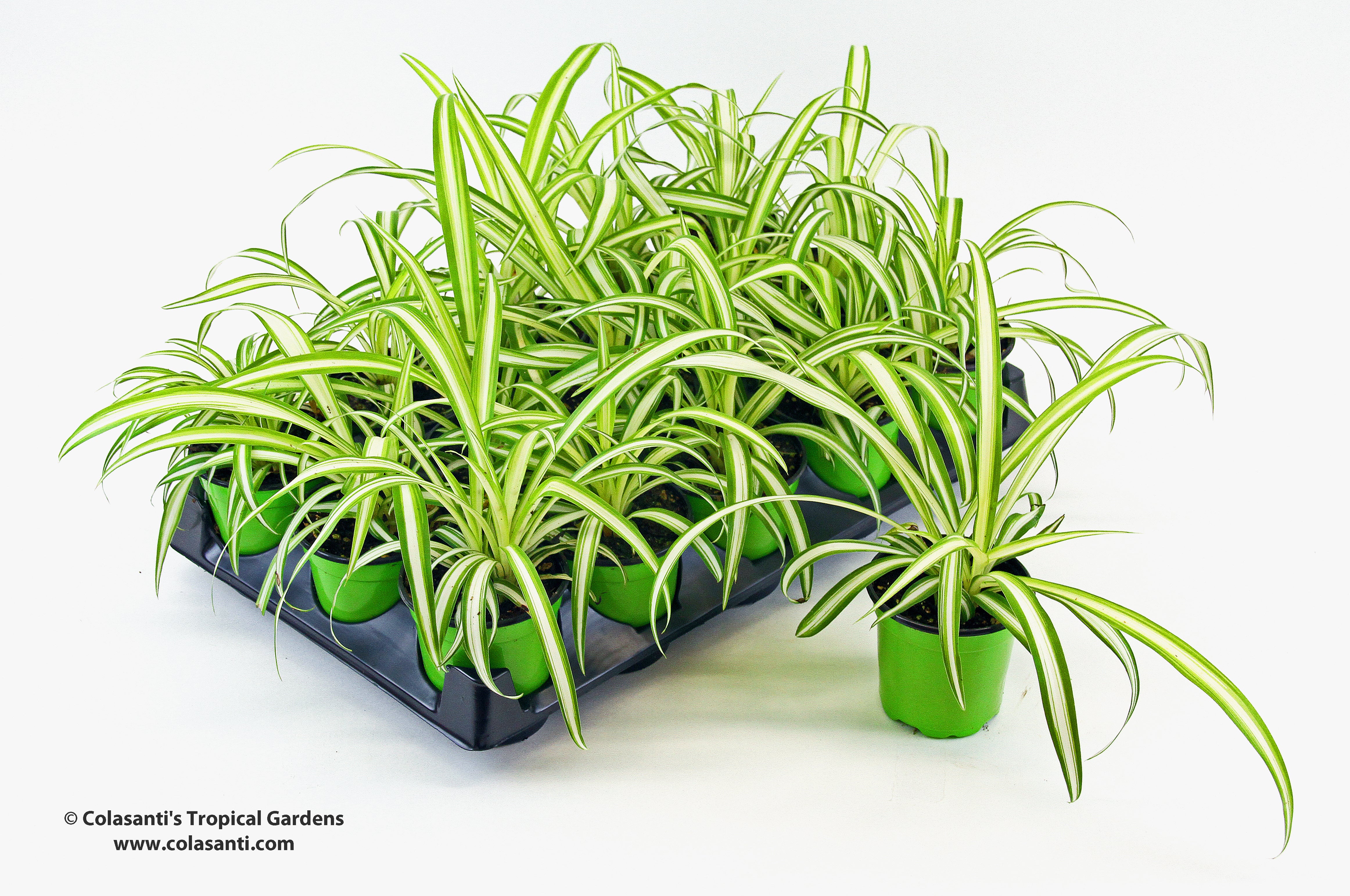 chlorophytum 'atlantic' 4" Spider Plant, Lemon Atlantic