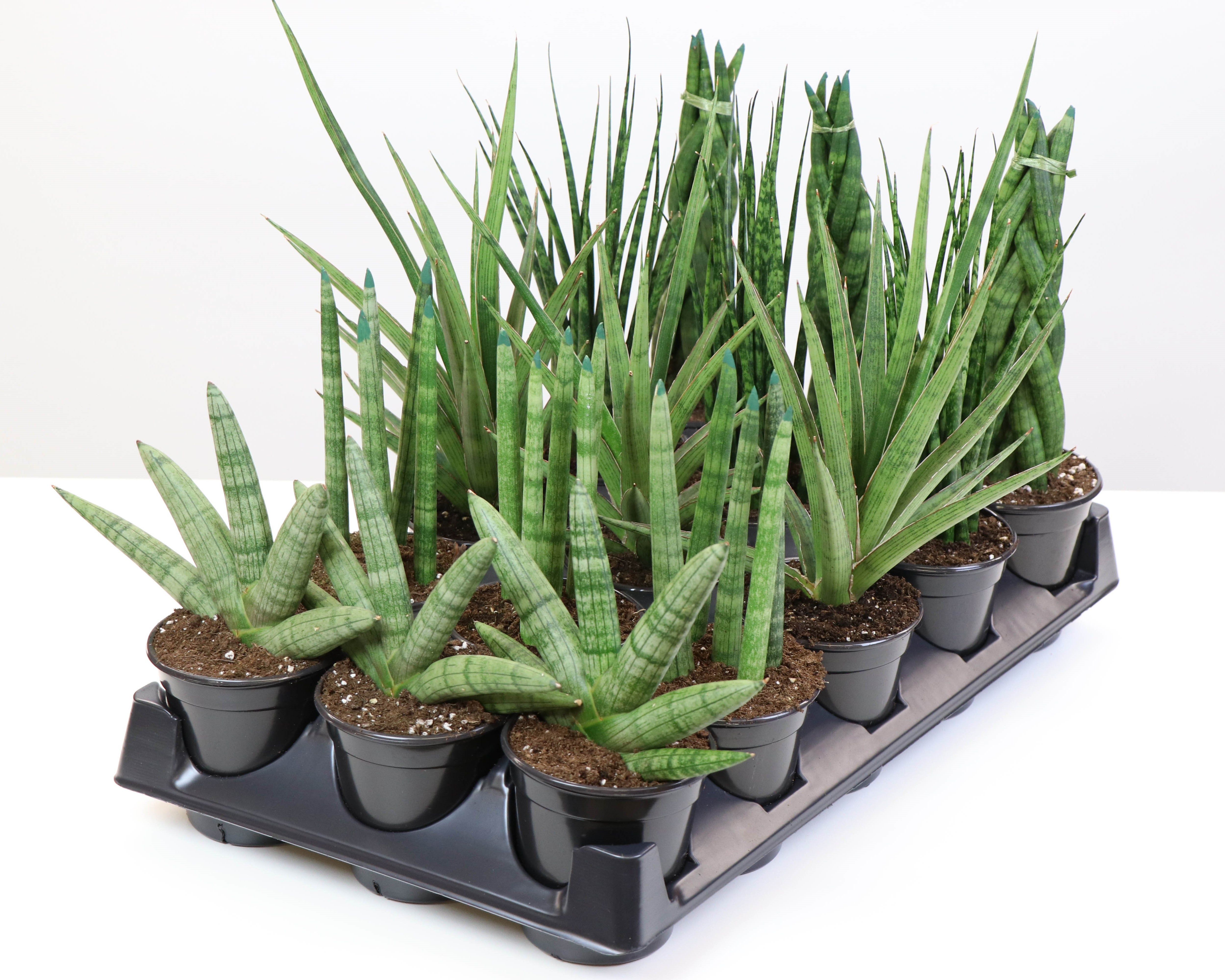 premium sansevieria 4" Sansevieria, Premium Assortment