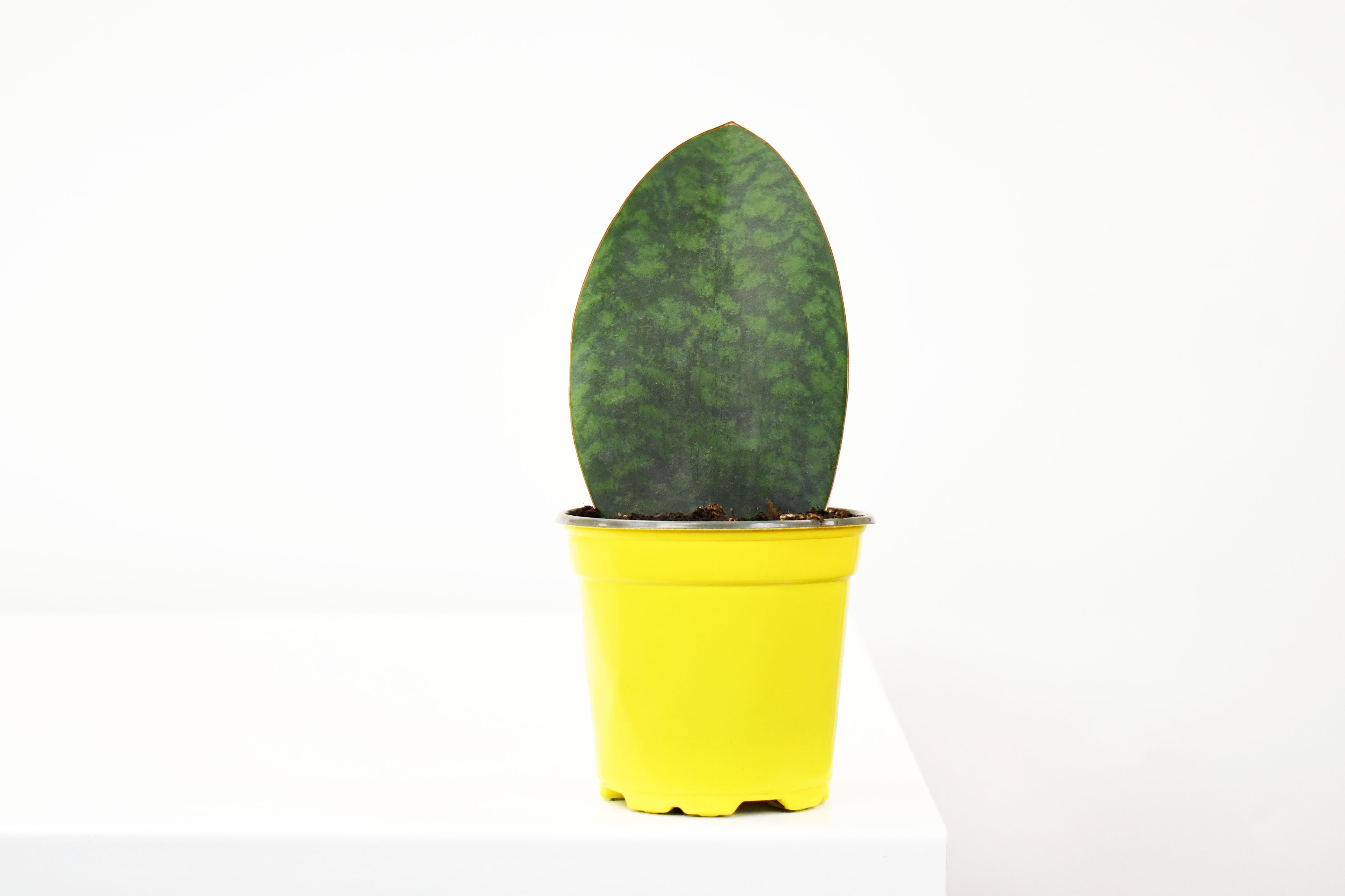 sansevieria shark fin 4" Sansevieria, Shark Fin