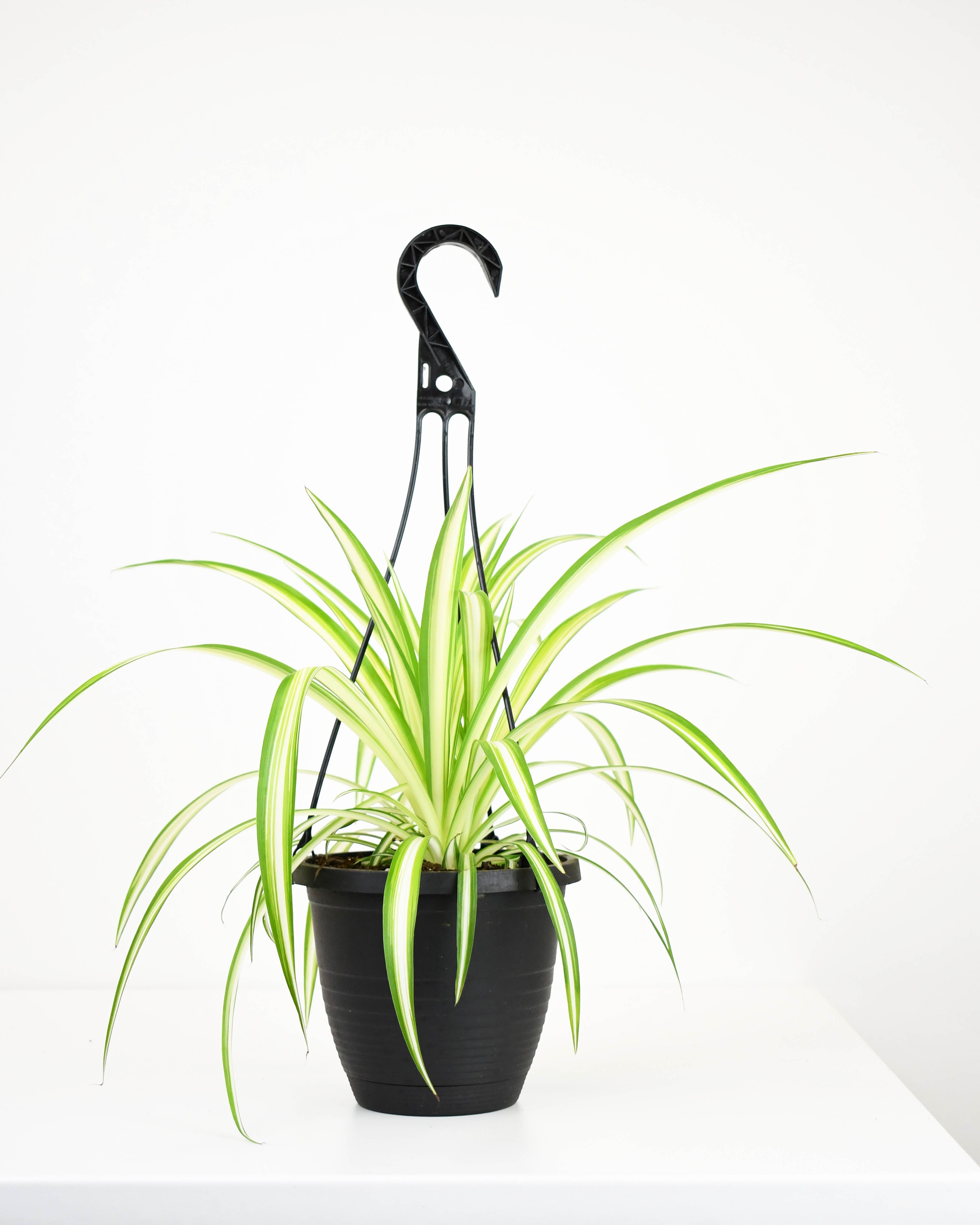 spider hb plant 6.5" HB Spider Plant