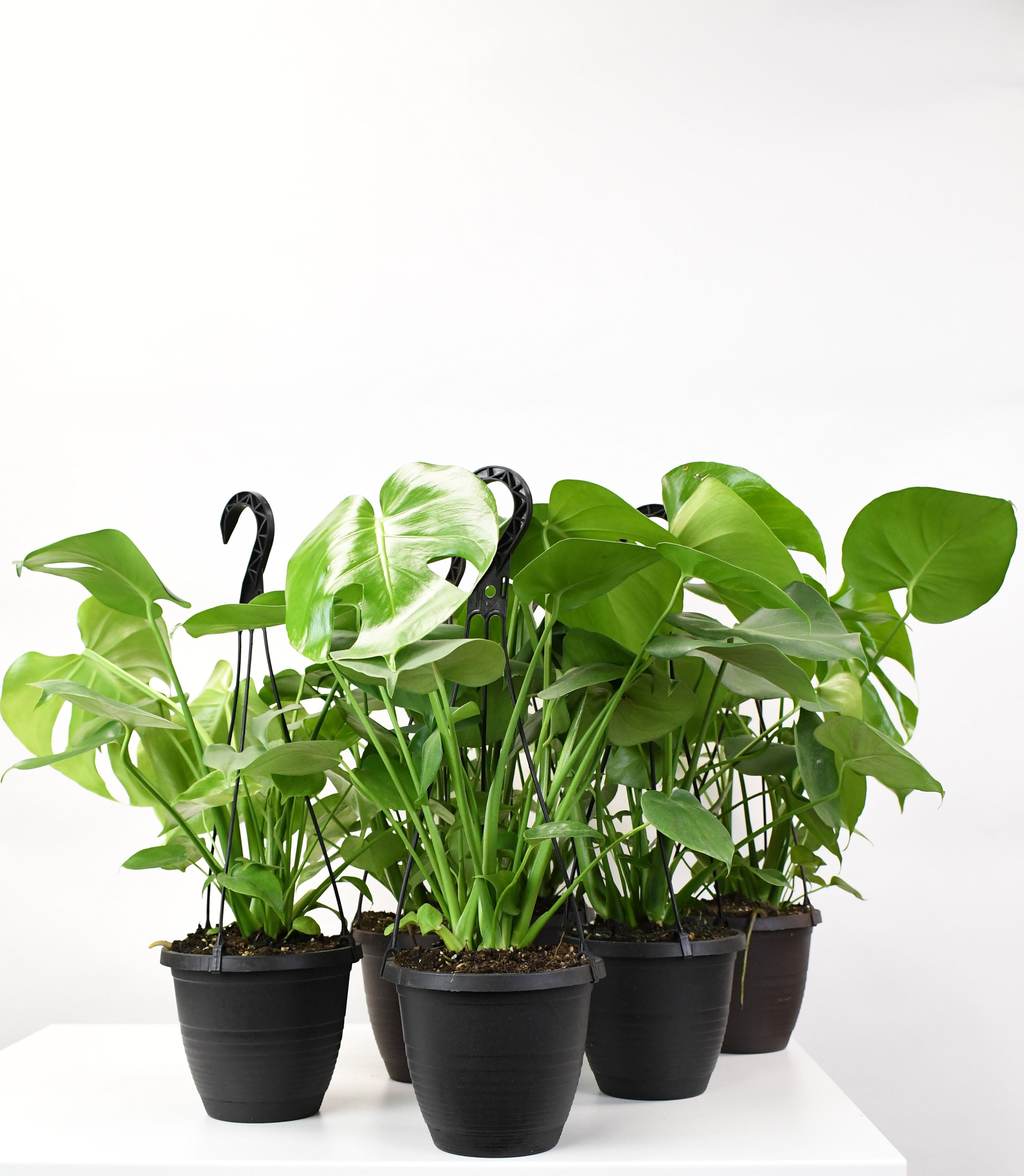 philodendron hb 6.5" HB Philodendron, Monstera Split Leaf