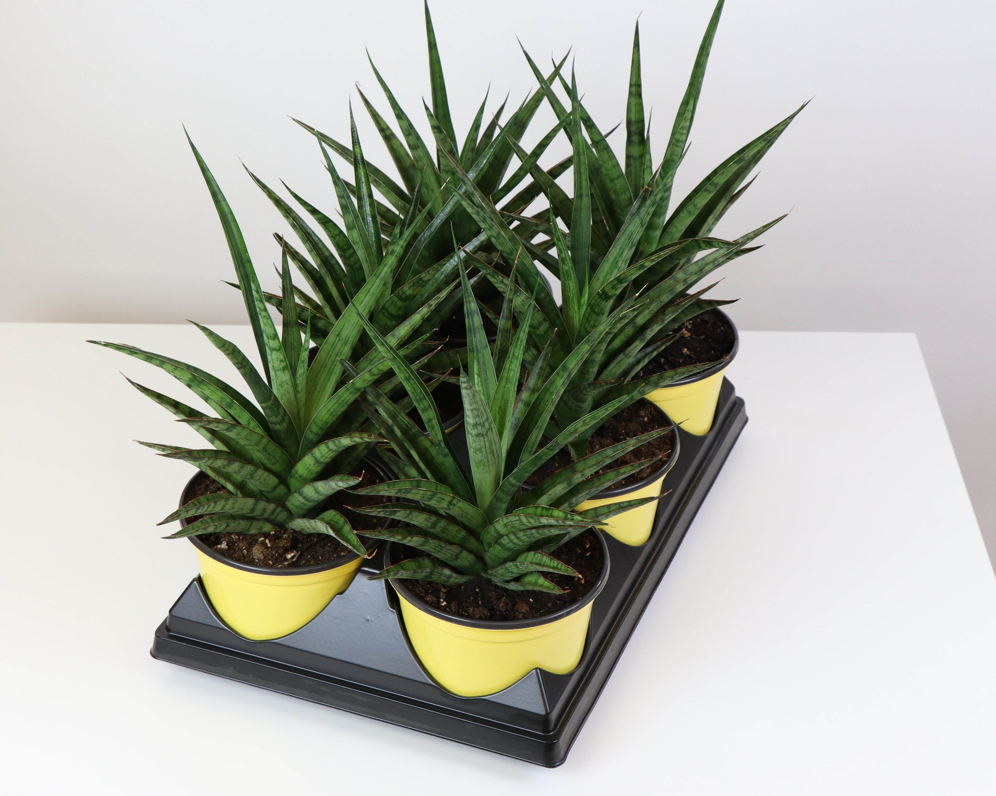 6SansevieriaToughLadypak6_top_