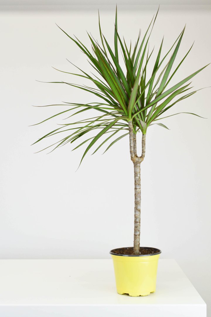 dracaena marginata branched 6" Dracaena, Marginata Branched 24" - 30"
