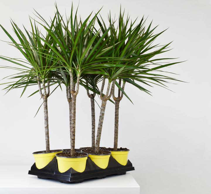 dracaena marginata candelabra 6" Dracaena, Marginata Branched 24" - 30"