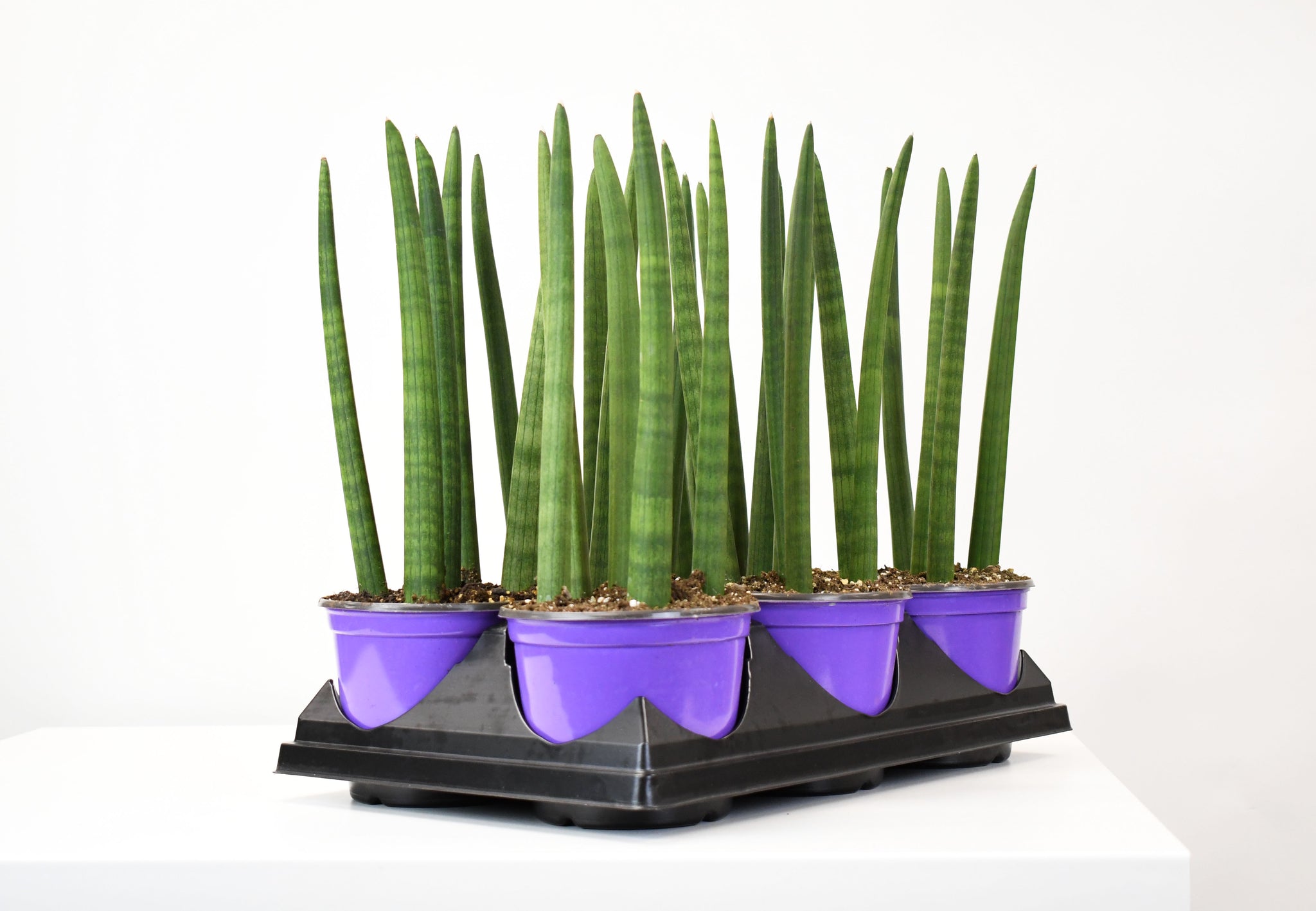 sansevieria cylindrica fingers 6" Sansevieria, Dragon Fingers