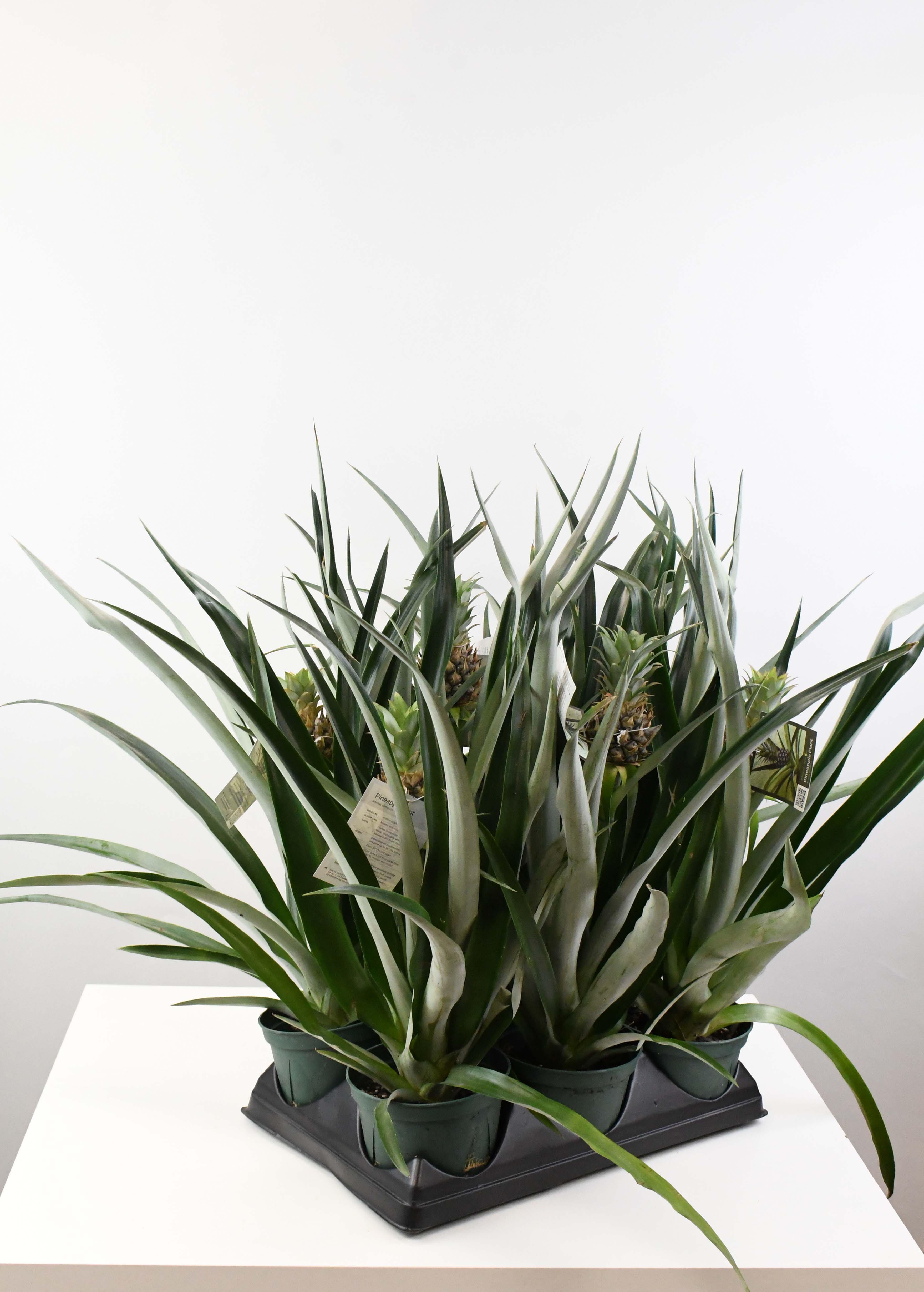sansevieria pineapple 6" Pineapple with Fruit
